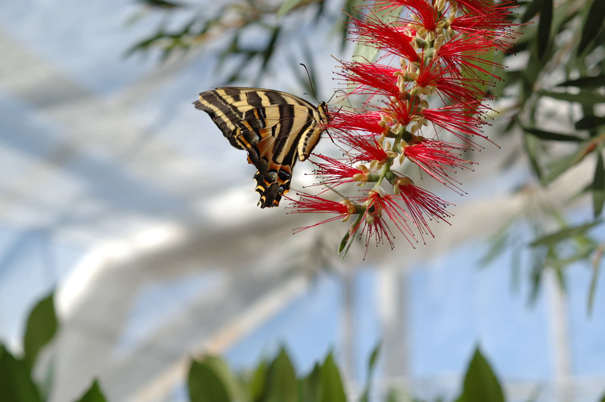 Nikon AF-S DX Micro Nikkor 40mm F2.8 sample photo. Papillon photography
