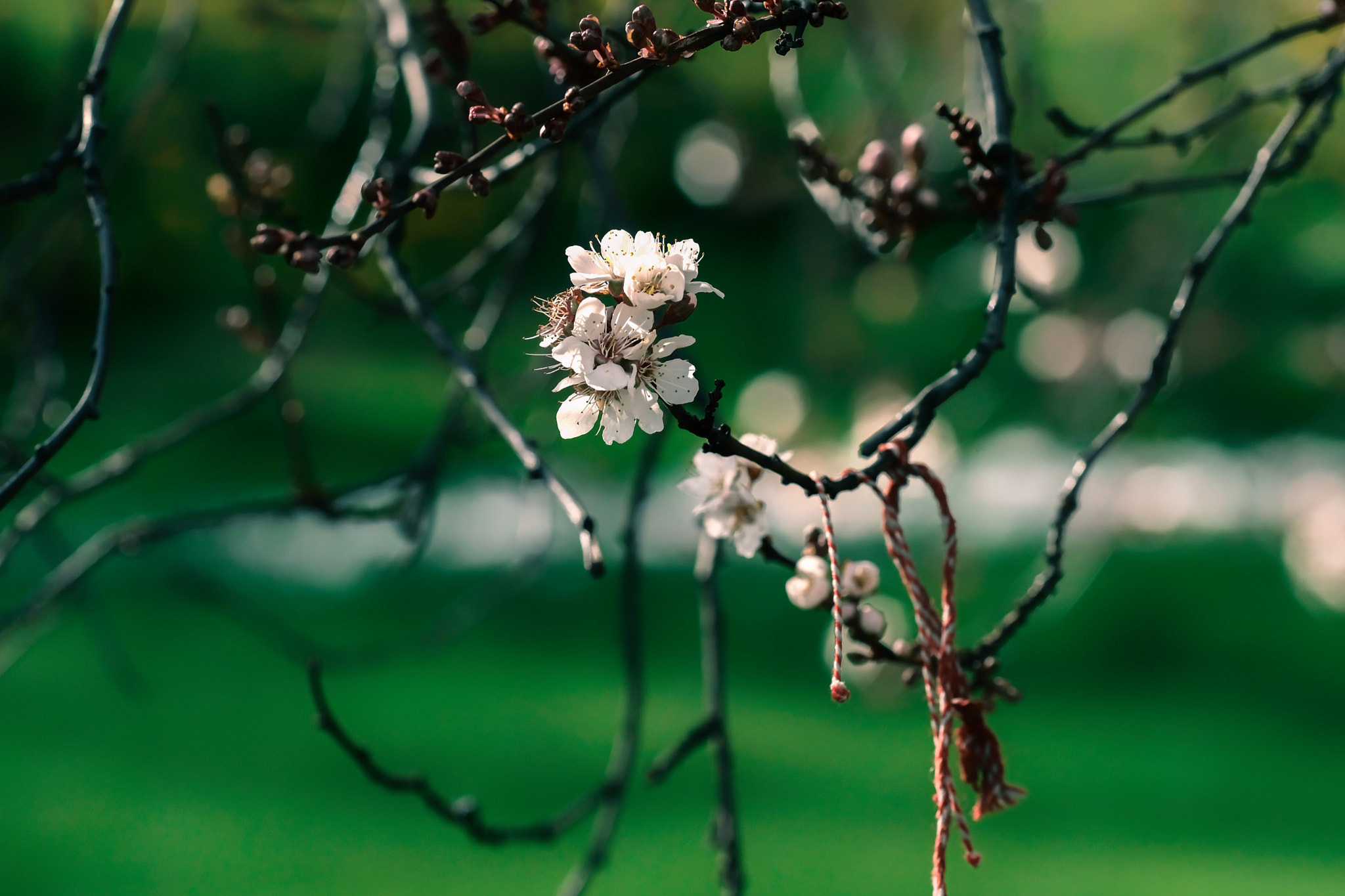 Fujifilm XF 90mm F2 R LM WR sample photo. Greenday photography