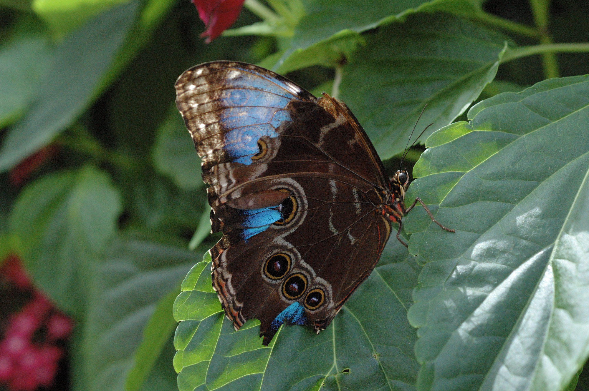 Nikon AF-S DX Micro Nikkor 40mm F2.8 sample photo. Morpho bleu photography
