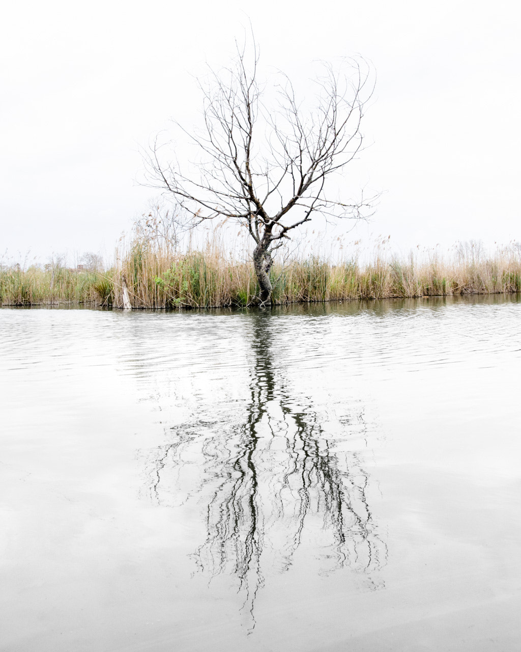 Pentax K-5 sample photo. L 'albero photography