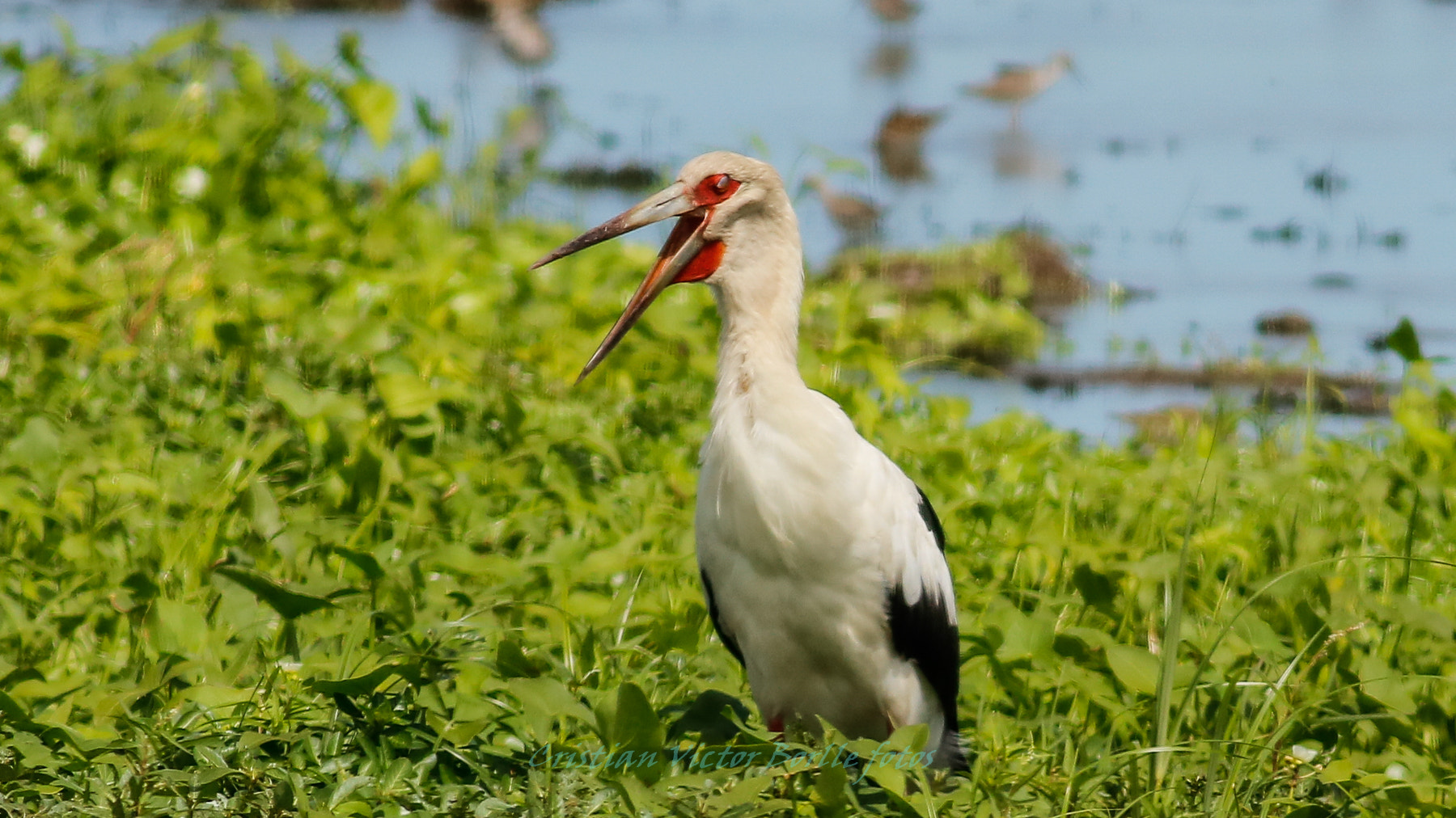 Canon EOS 750D (EOS Rebel T6i / EOS Kiss X8i) + Canon EF 400mm F5.6L USM sample photo. Aves de pantano photography