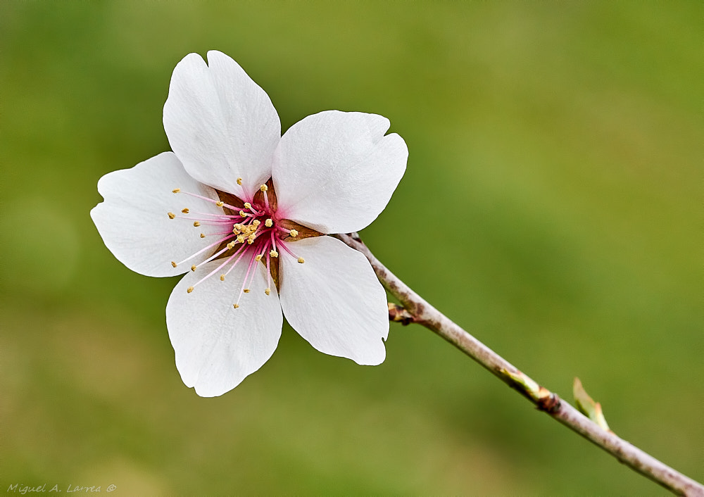 Sony ILCA-77M2 + 150mm F2.8 sample photo. Spring is here !!! photography