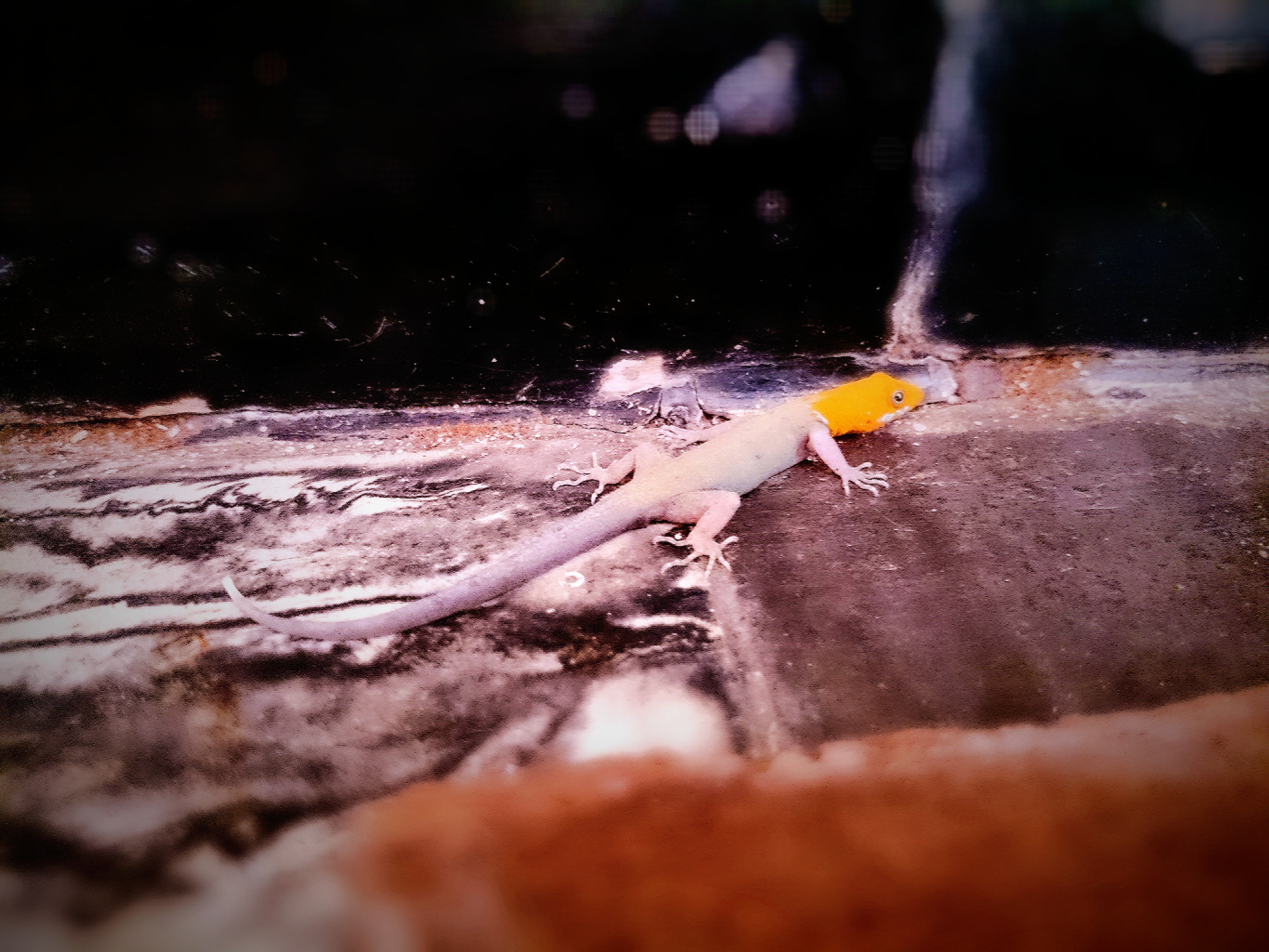 Sony Xperia Z1 Compact sample photo. Tiny lizard  photography