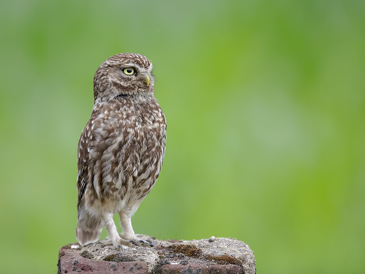 Canon EF 600mm F4L IS II USM sample photo. Who's there?  photography