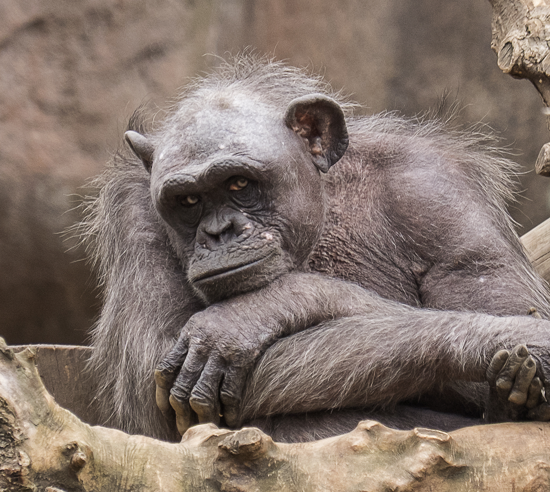 Fujifilm XF 55-200mm F3.5-4.8 R LM OIS sample photo. Ximpanzé photography