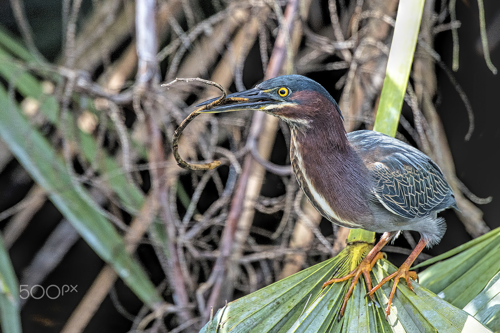 Nikon D810 sample photo. Nest building photography