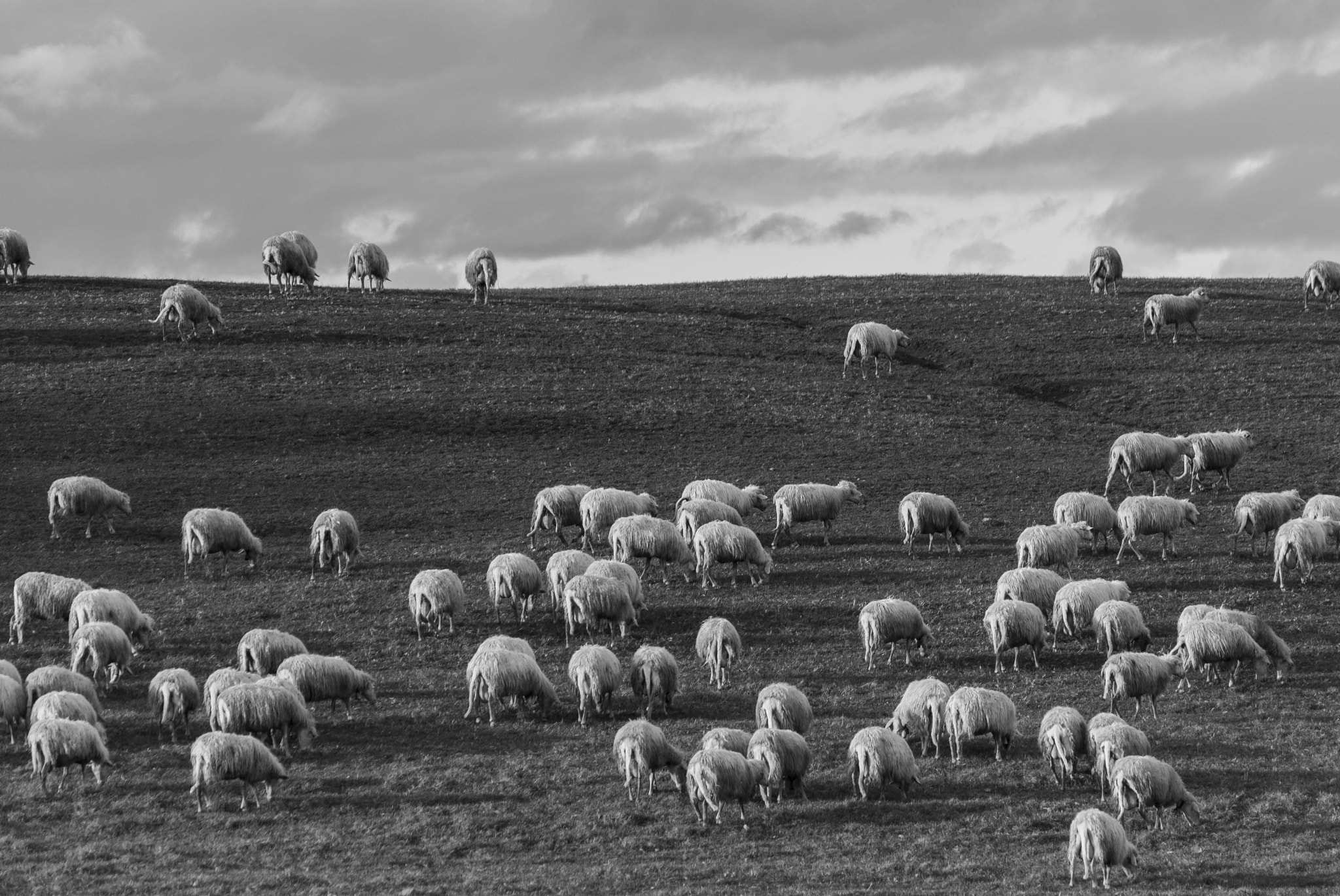 Nikon D3000 sample photo. Flock photography