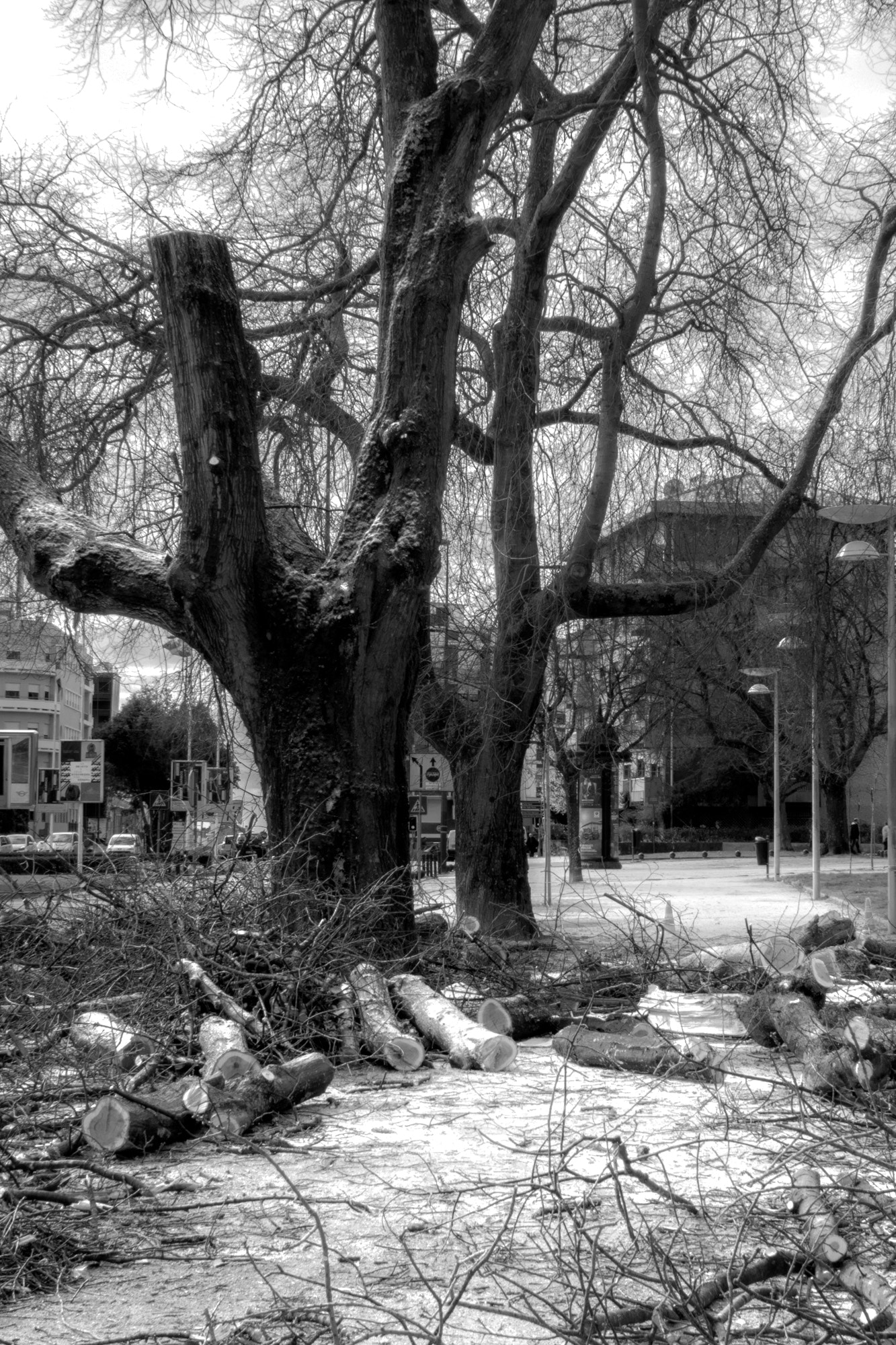 Sony Cyber-shot DSC-RX10 sample photo. Winter trees (7) photography