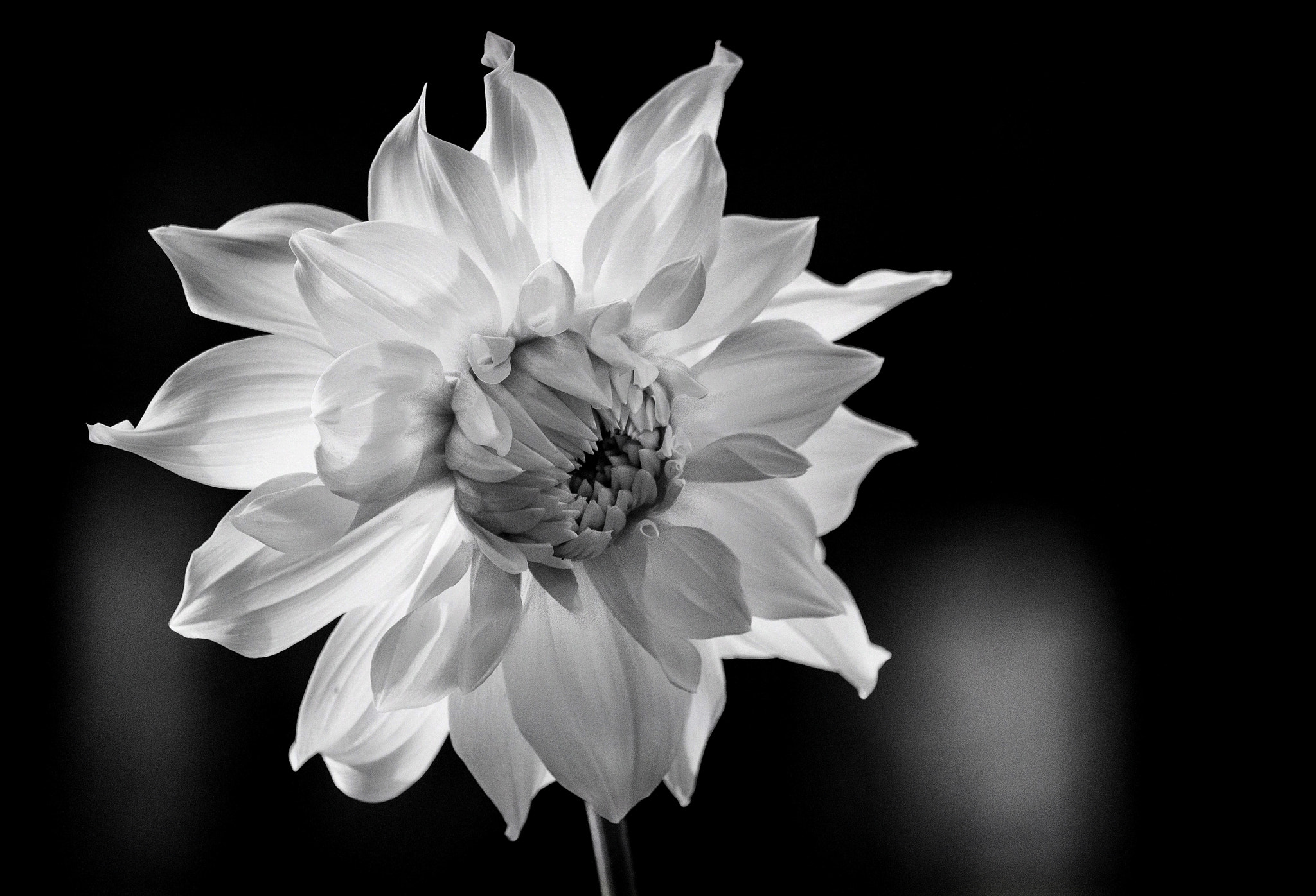 Fujifilm XF 55-200mm F3.5-4.8 R LM OIS sample photo. Black and white! photography
