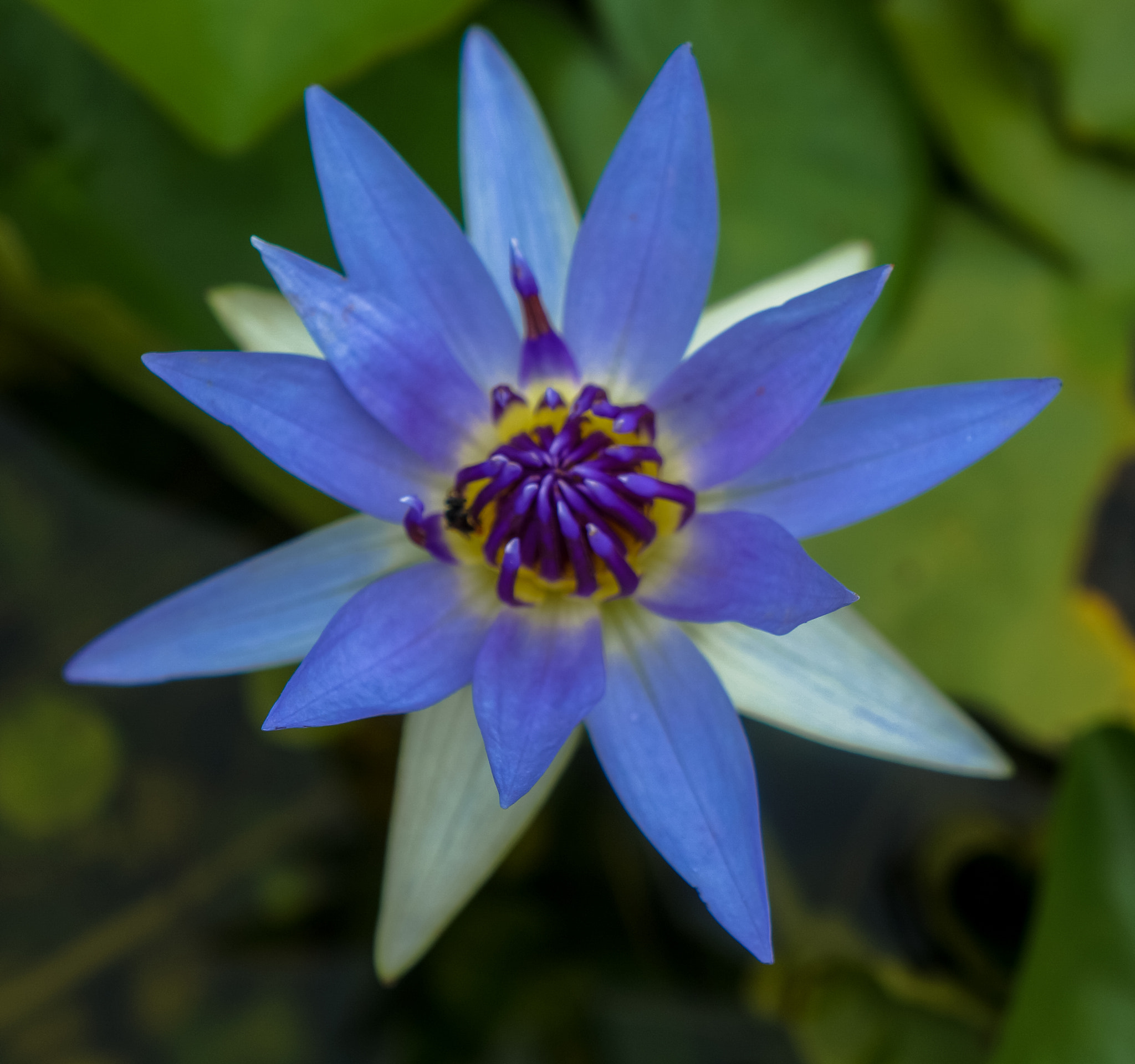 Sony Alpha NEX-5R + Sony E 18-55mm F3.5-5.6 OSS sample photo. Lotus flower 1 photography