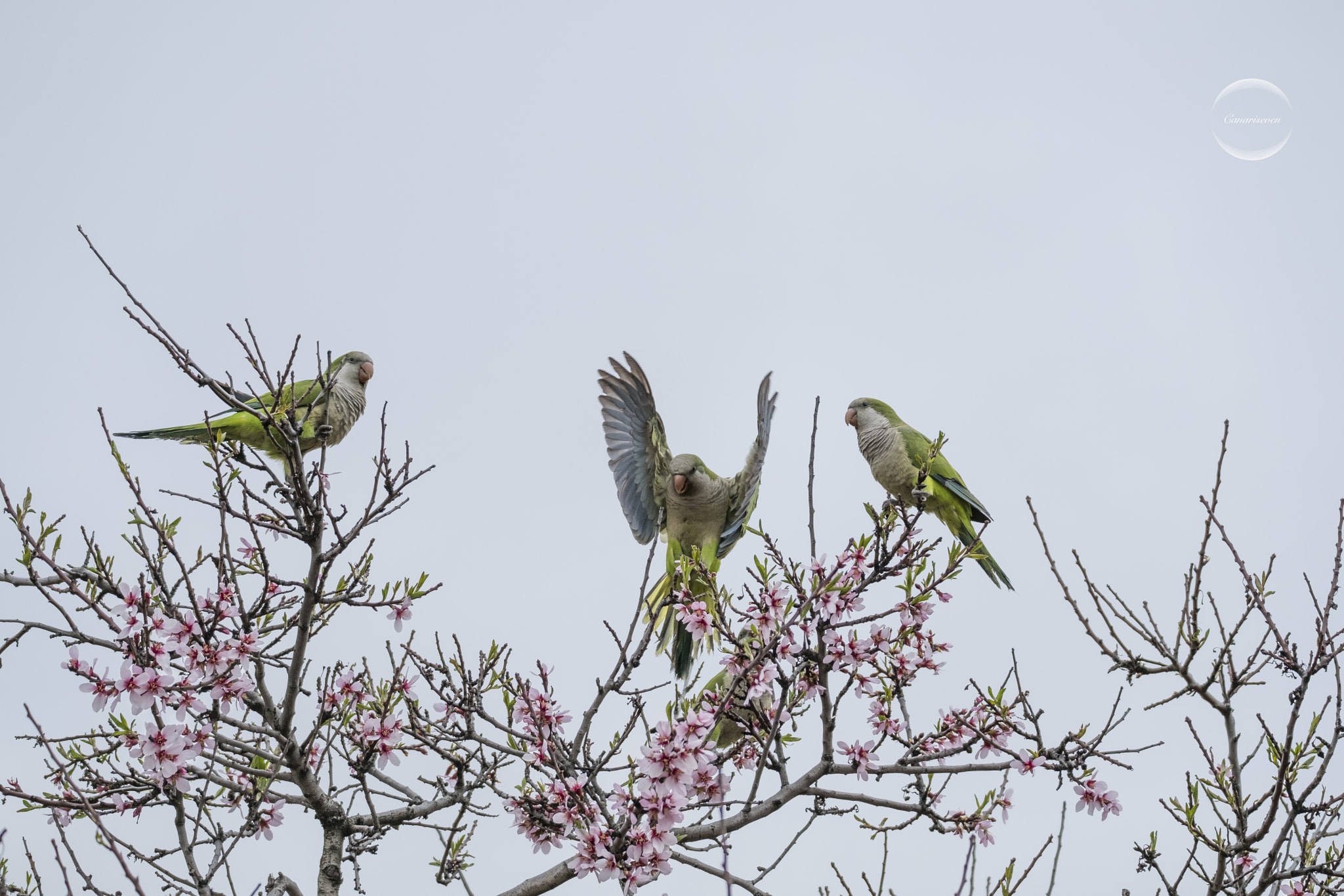 Fujifilm XF 100-400mm F4.5-5.6 R LM OIS WR sample photo. Cotorras monje photography