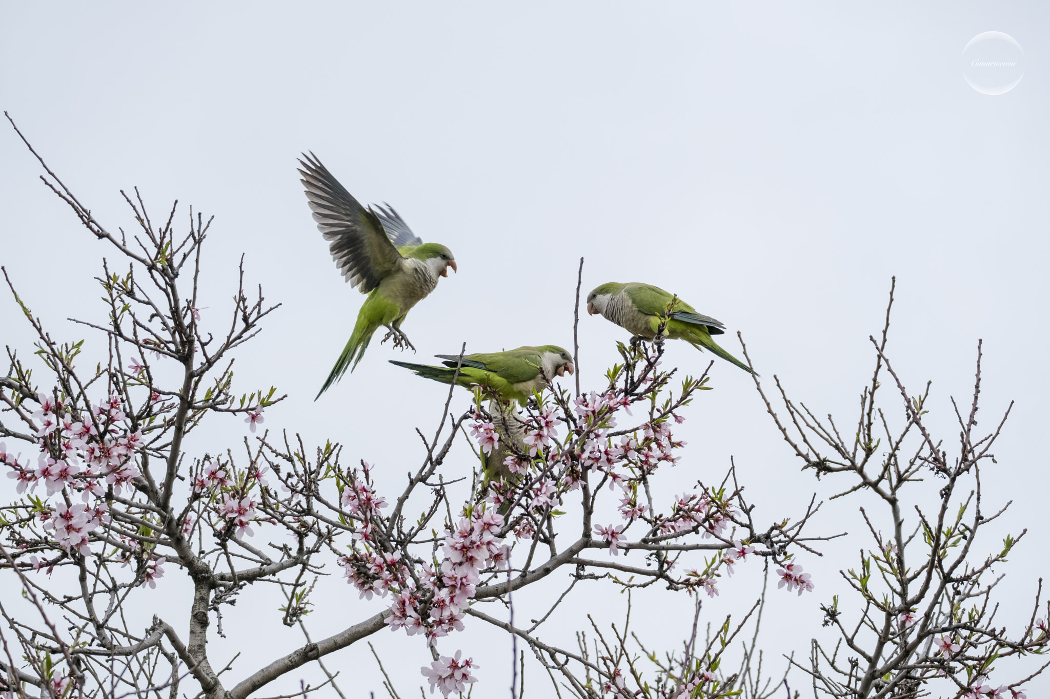 Fujifilm XF 100-400mm F4.5-5.6 R LM OIS WR sample photo. Cotorras monje photography