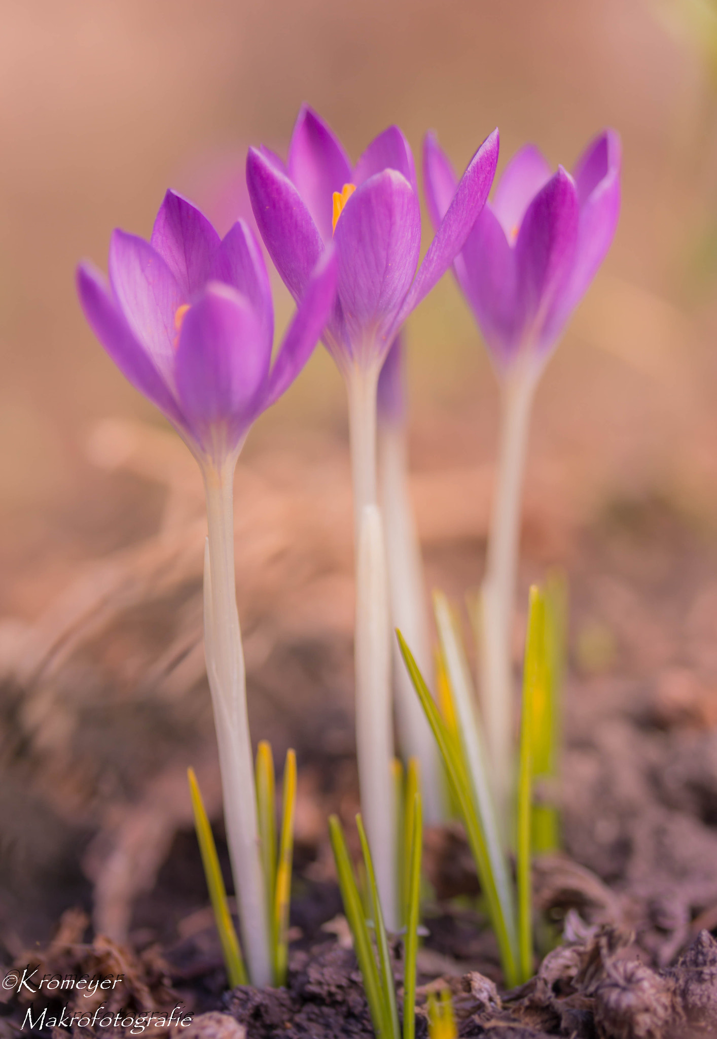 Canon EF-S 60mm F2.8 Macro USM sample photo. Krokuss photography