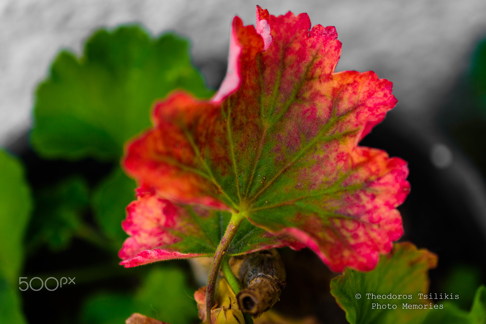 Nikon AF-S DX Micro Nikkor 40mm F2.8 sample photo. Geranium leaf photography