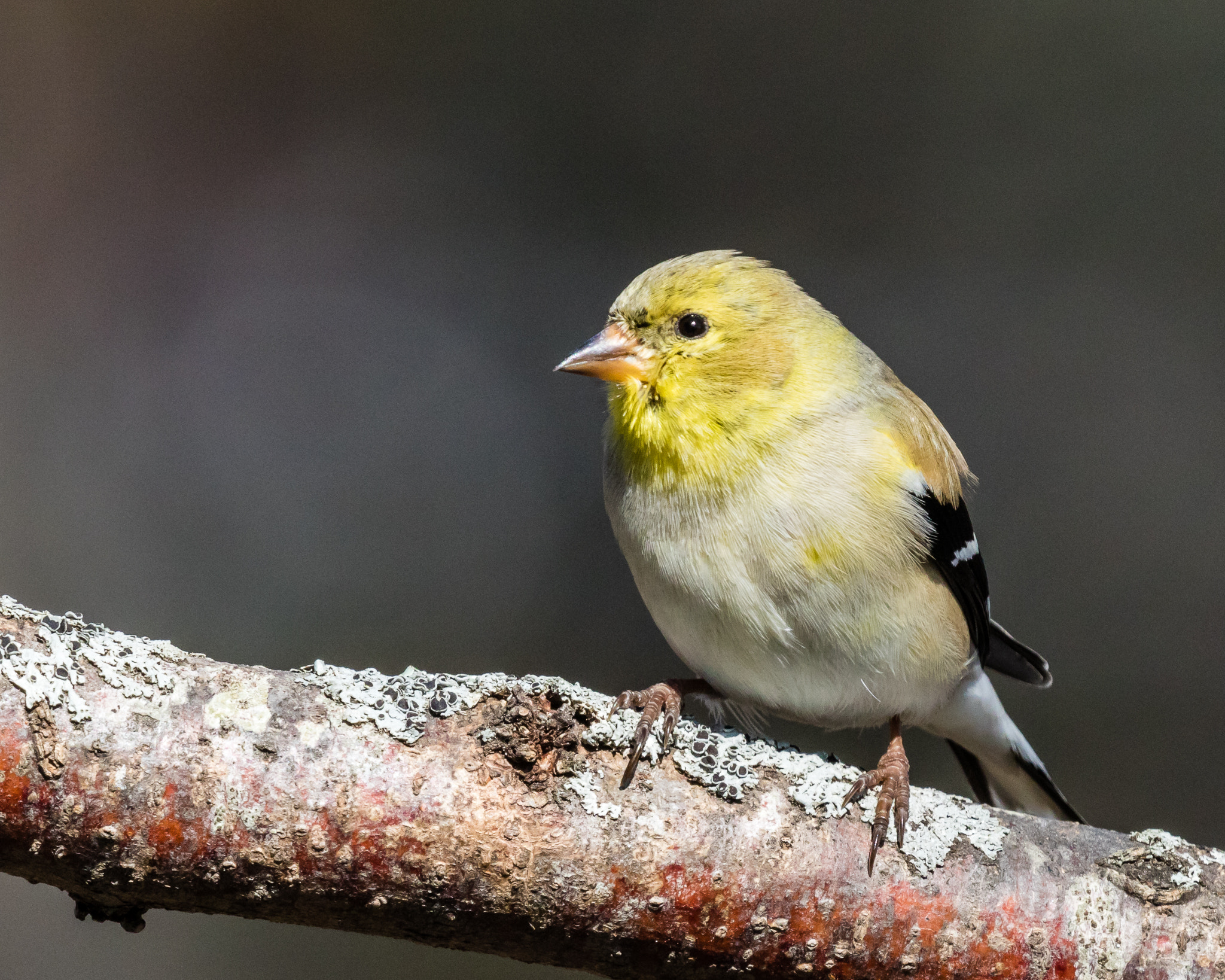 Canon EOS 7D Mark II + Canon EF 300mm F2.8L IS II USM sample photo. Goldfinch on grey background photography