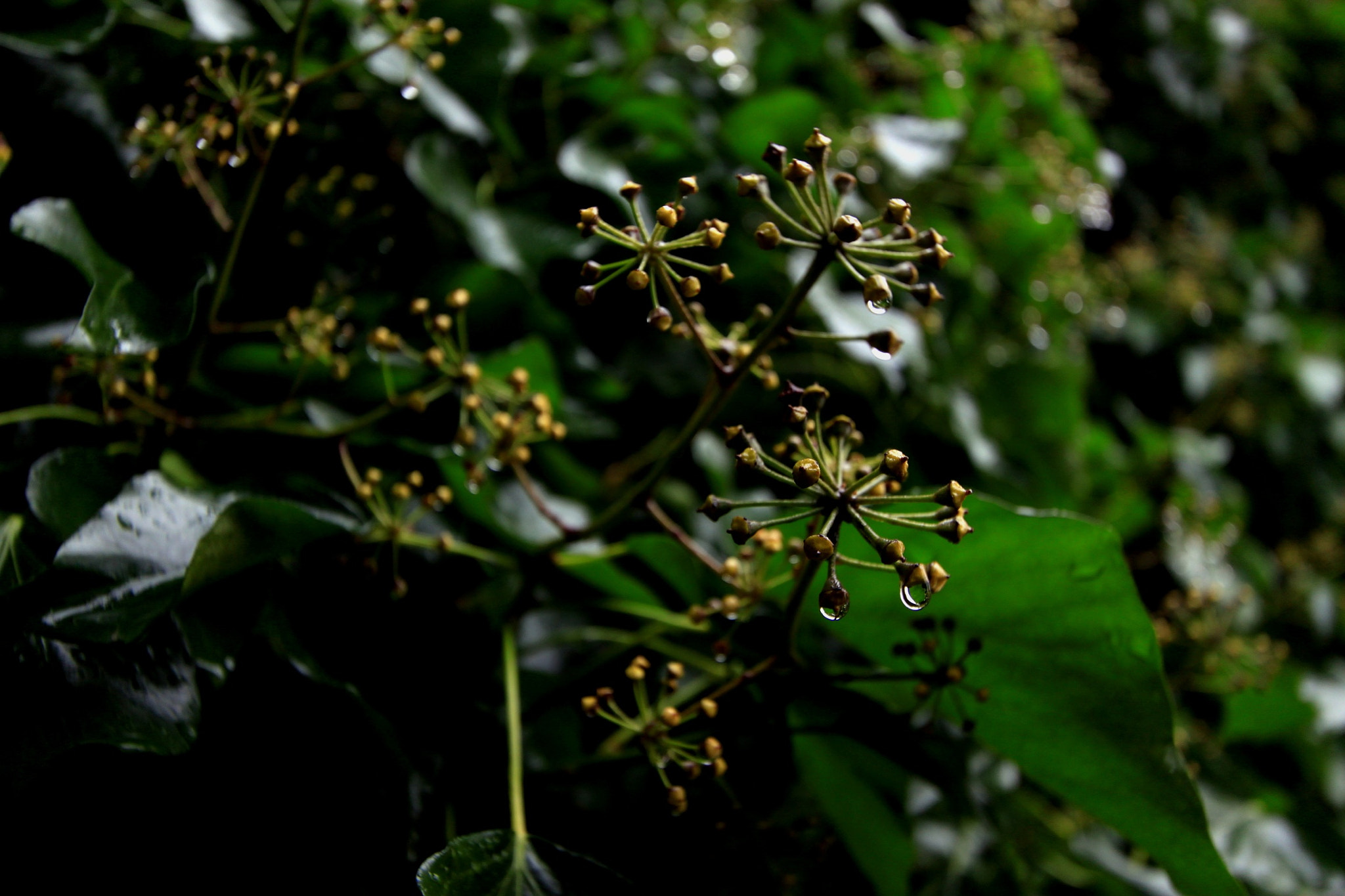 Canon EF-S 10-22mm F3.5-4.5 USM sample photo. Ivy berries photography