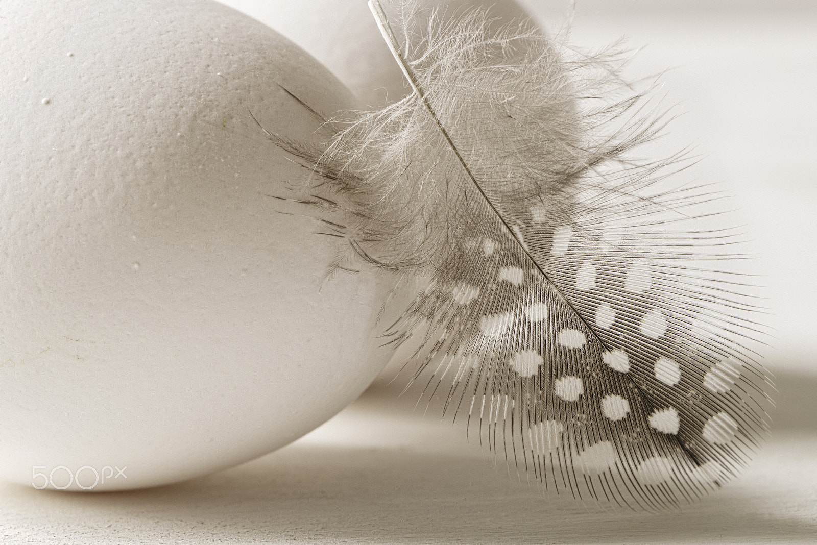 Nikon D600 + Nikon AF-S Micro-Nikkor 105mm F2.8G IF-ED VR sample photo. Eggs and a feather photography