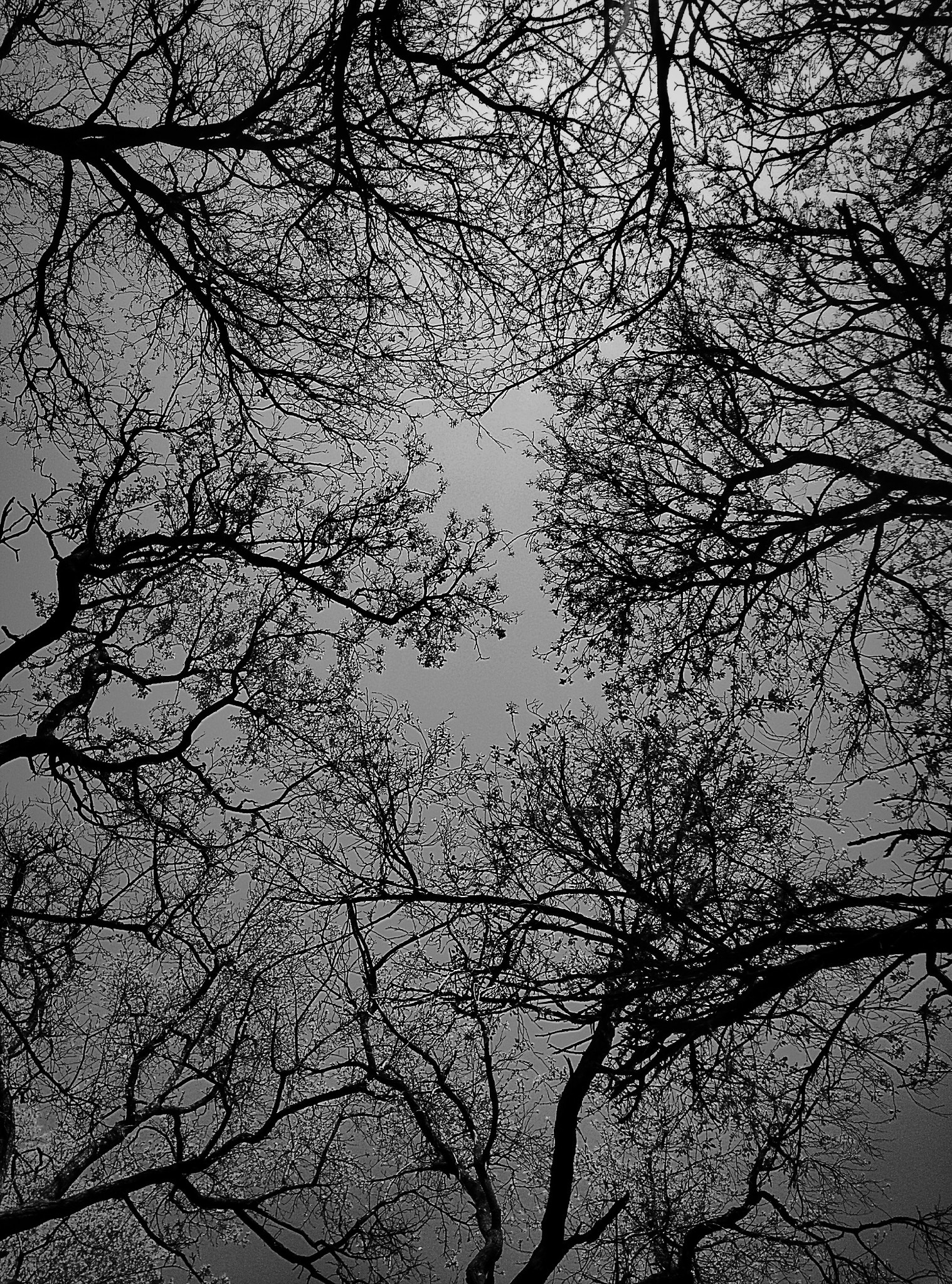HUAWEI G7-L01 sample photo. Tree photography