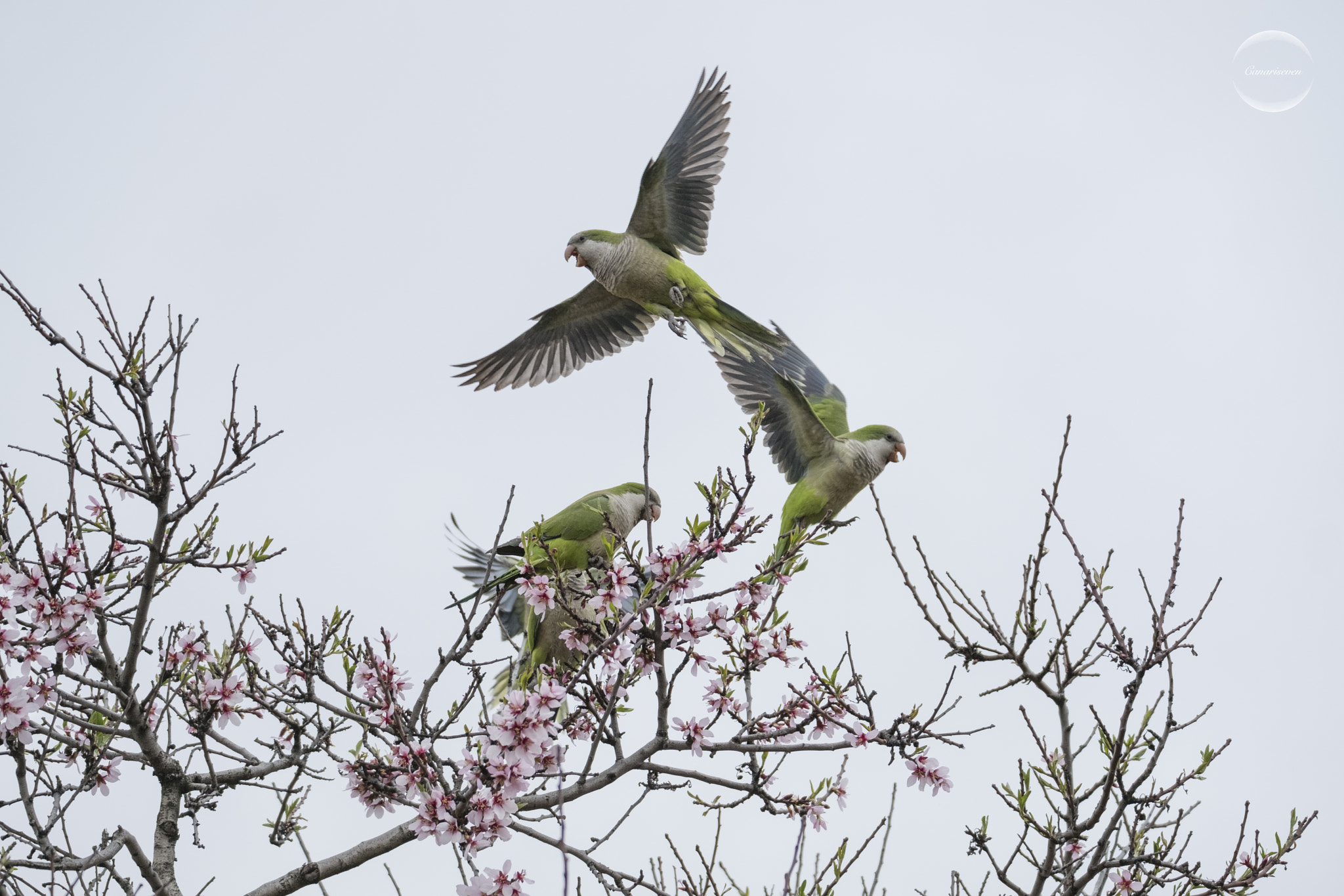 Fujifilm XF 100-400mm F4.5-5.6 R LM OIS WR sample photo. Cotorras monje photography