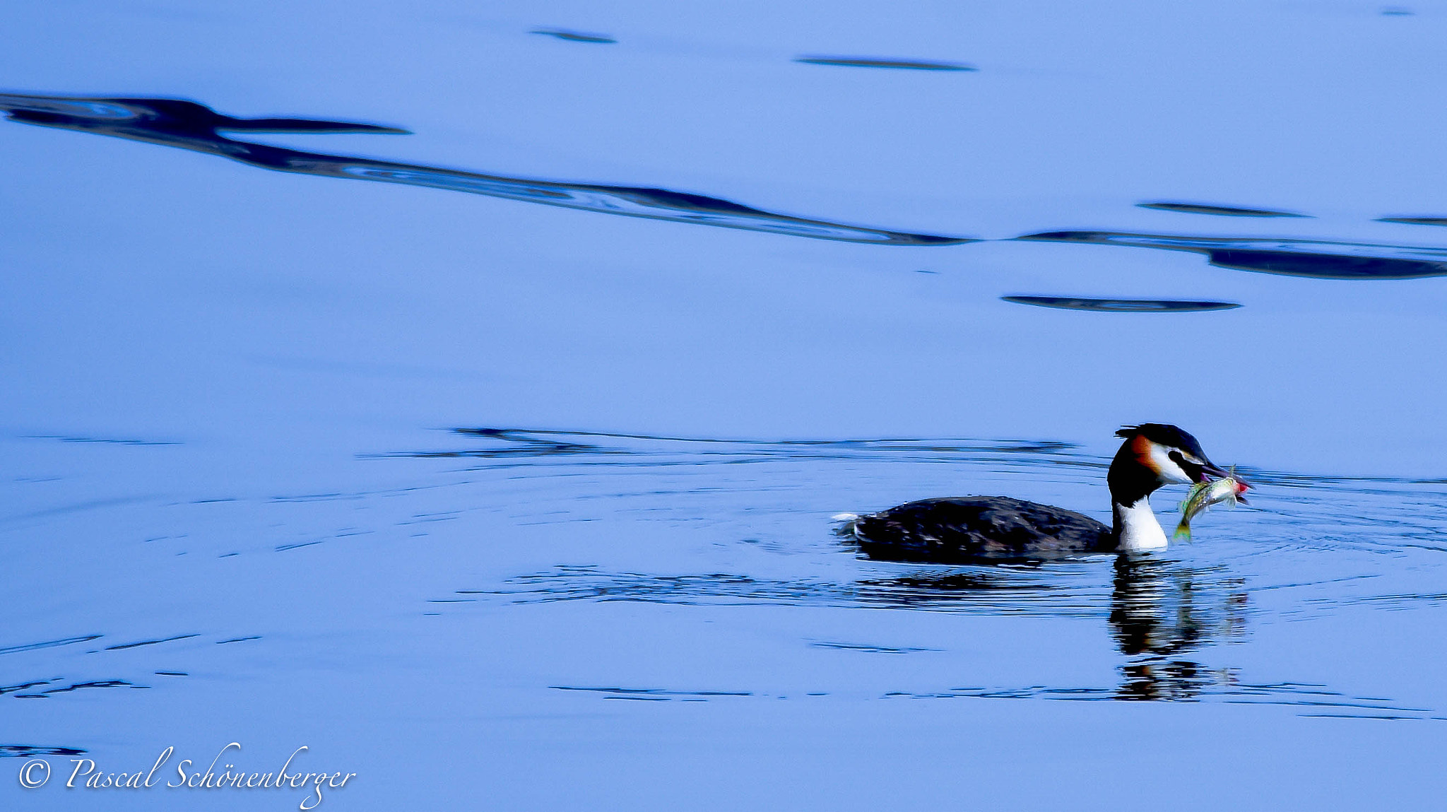 Nikon D7200 sample photo. Duck eating photography