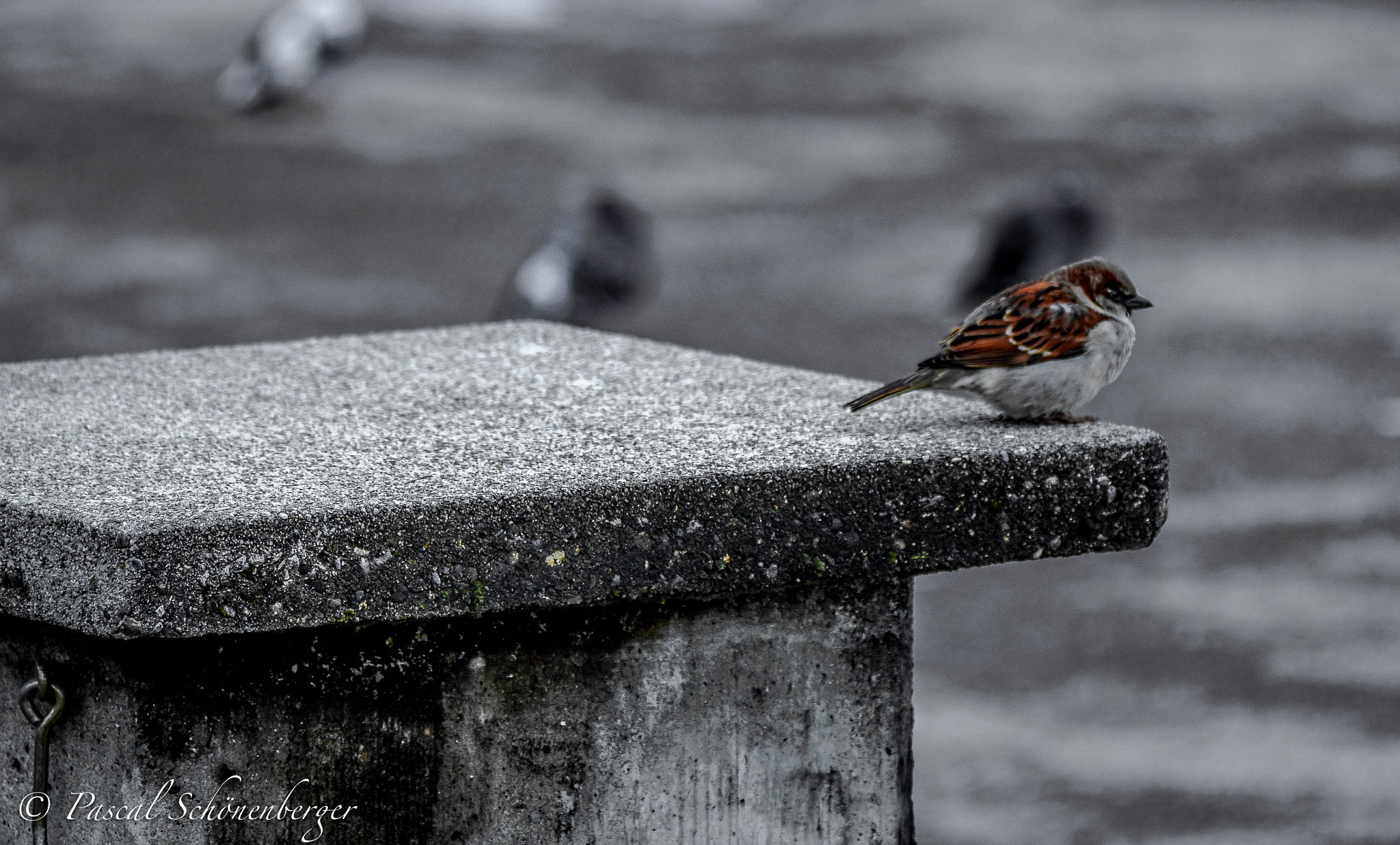 Nikon D7200 sample photo. Bird photography