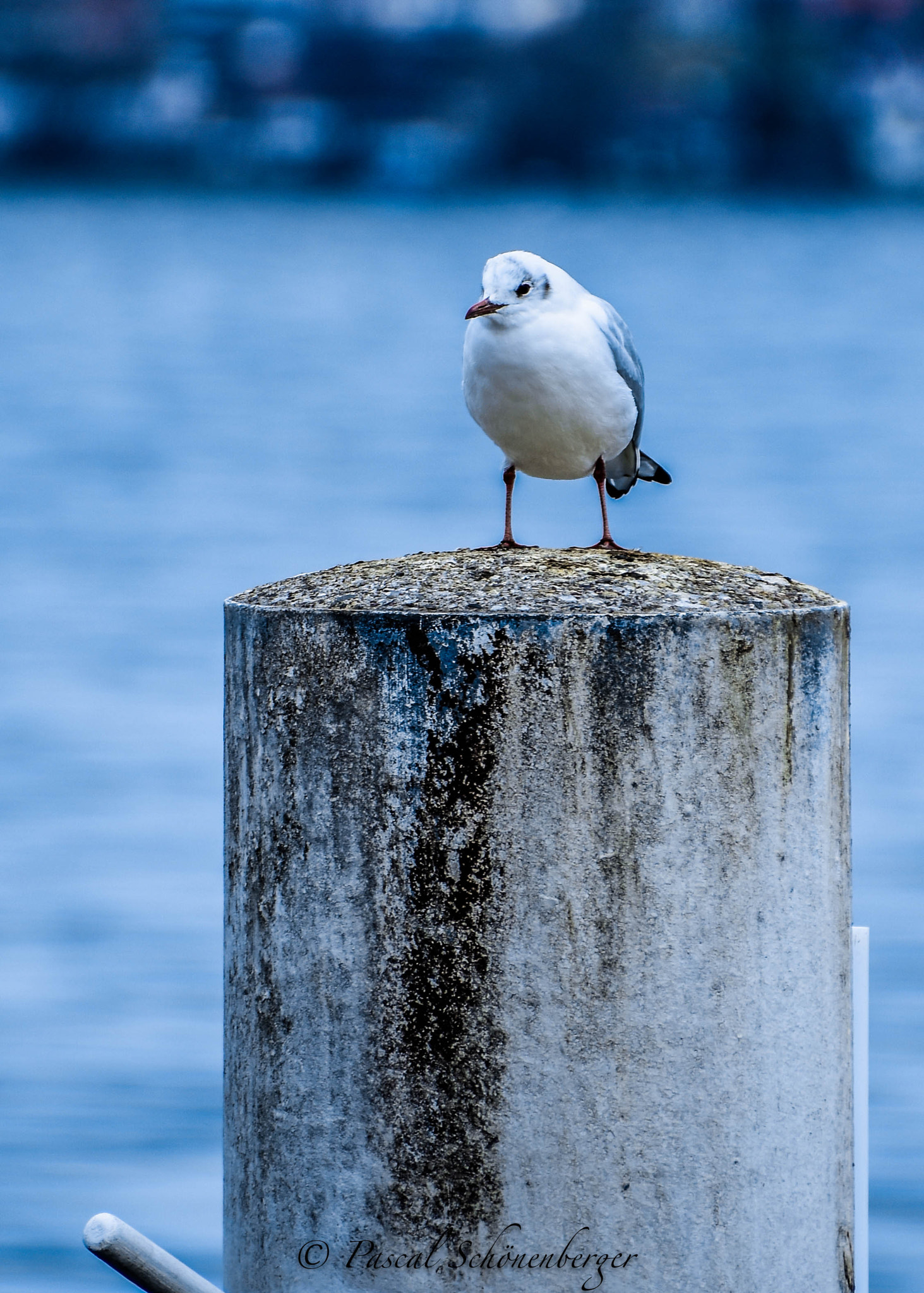 Nikon D7200 sample photo. Gull photography