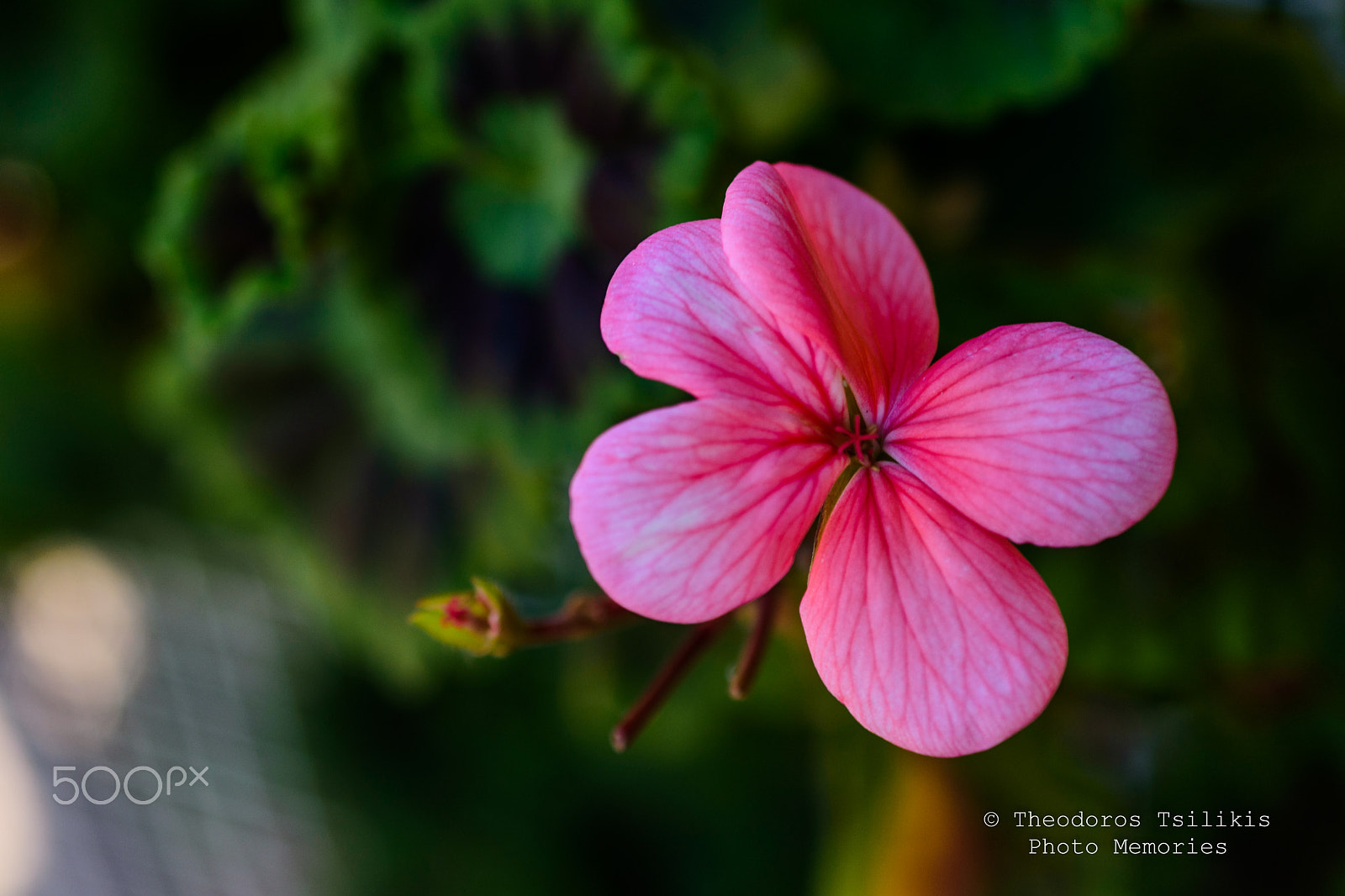 Nikon AF-S DX Micro Nikkor 40mm F2.8 sample photo. Geranium photography