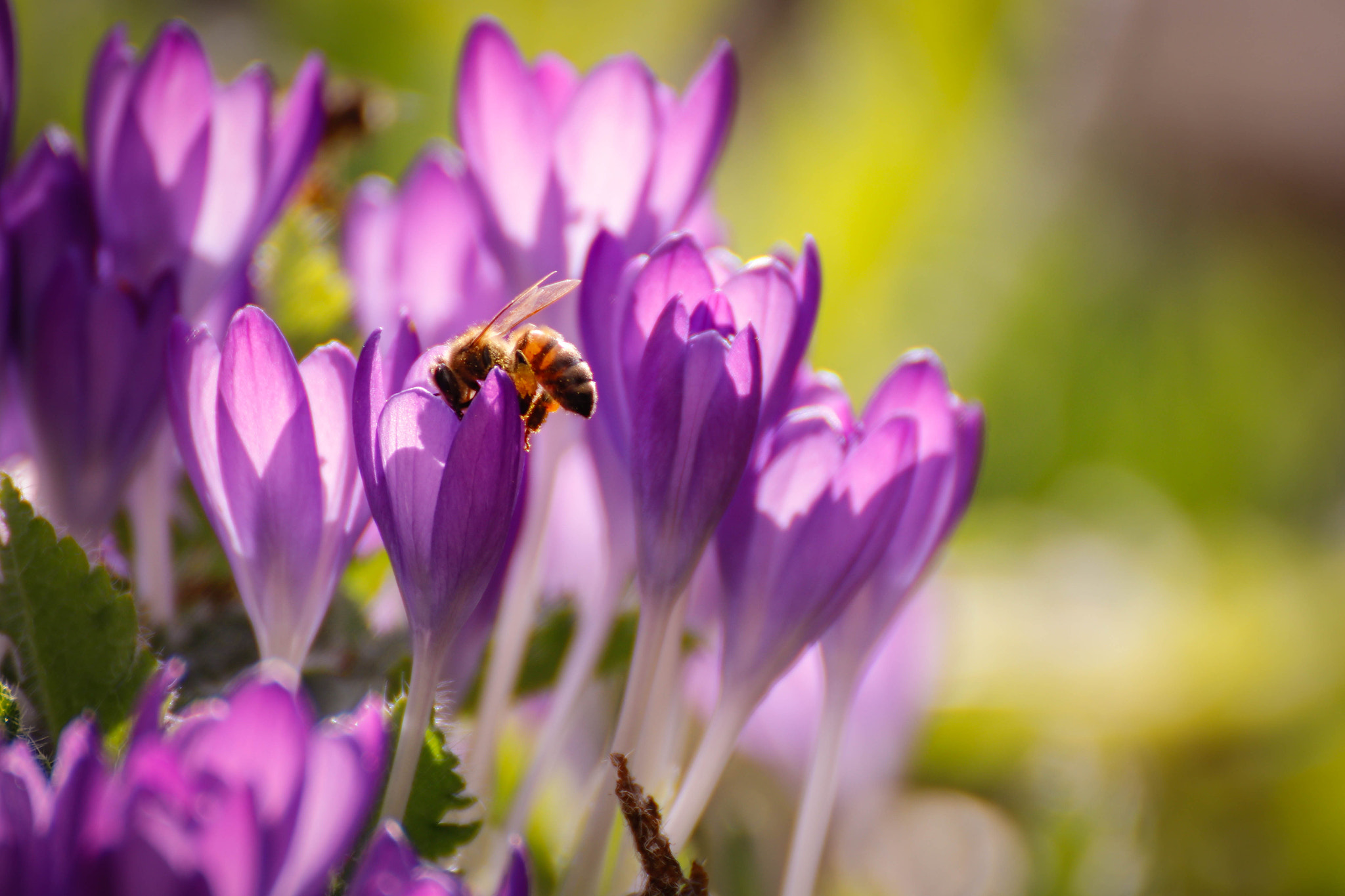 Canon EOS 80D sample photo. Honeybee photography
