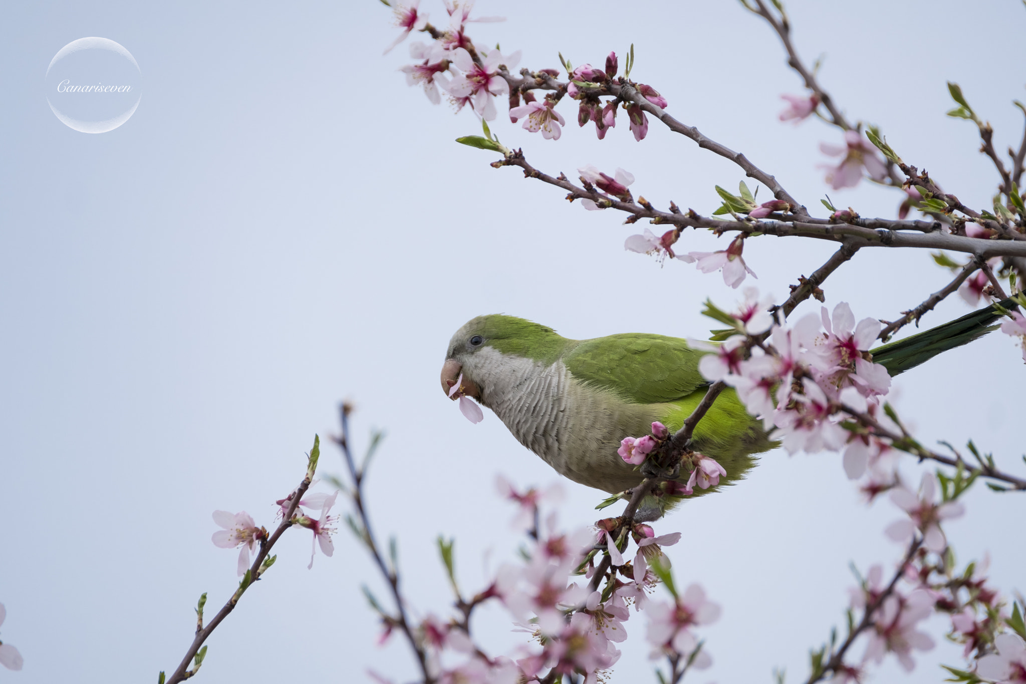 Fujifilm XF 100-400mm F4.5-5.6 R LM OIS WR sample photo. Cotorras monje photography