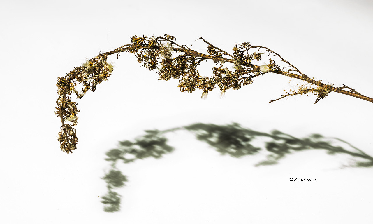 Sigma 105mm F2.8 EX DG OS HSM sample photo. Shadow .. photography