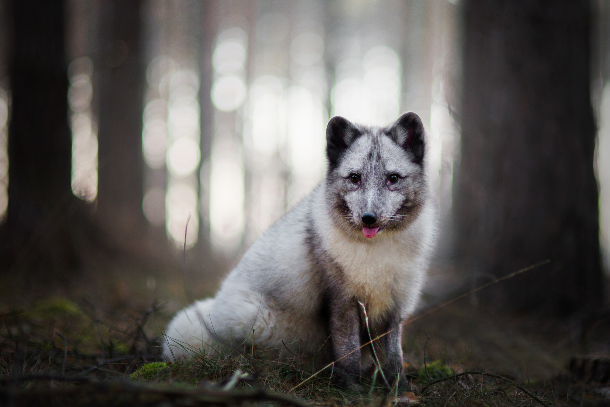 Nikon D610 + Sigma 85mm F1.4 EX DG HSM sample photo. White fox photography