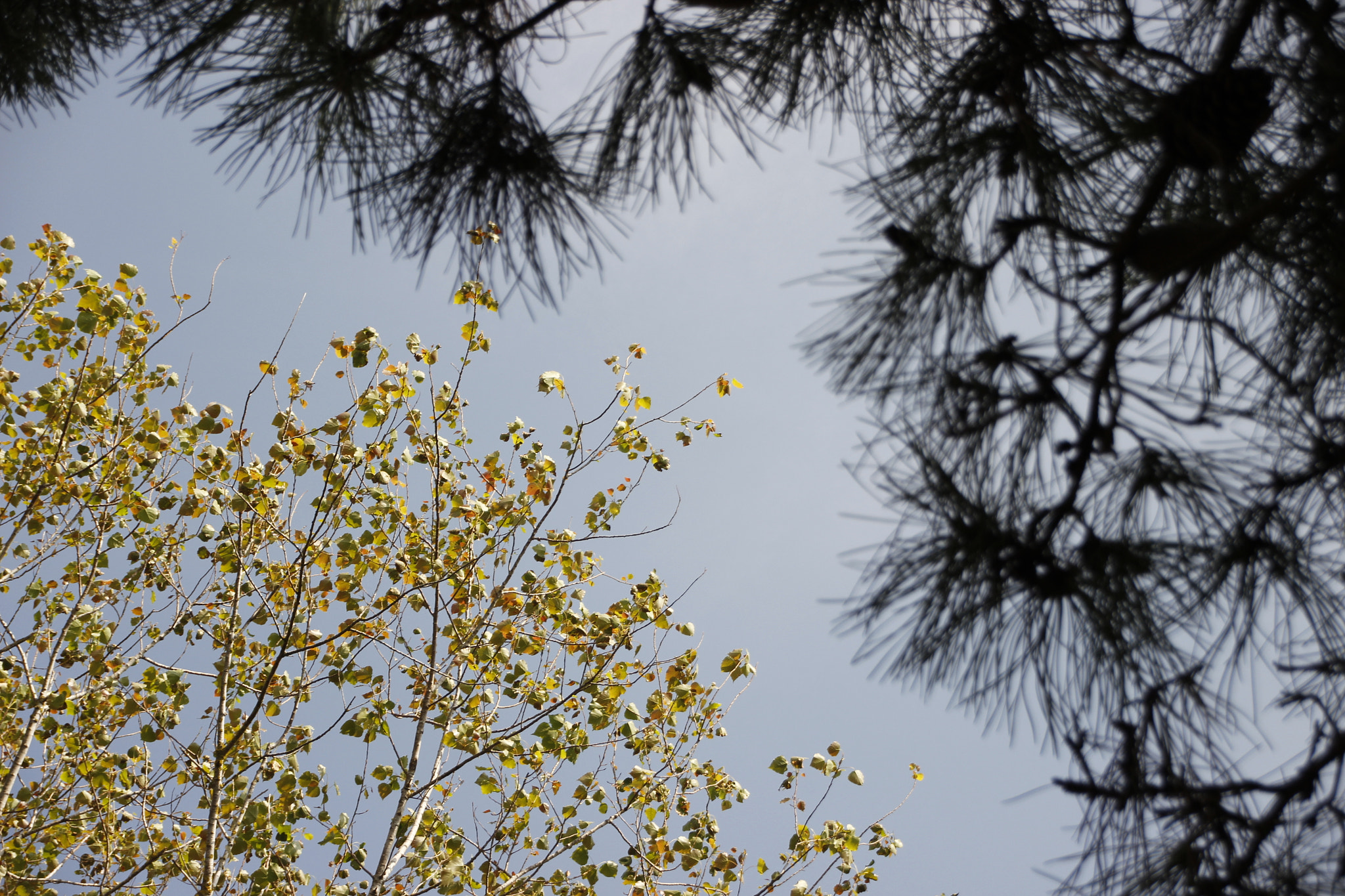 Sigma 18-250mm F3.5-6.3 DC OS HSM sample photo. Mg photography