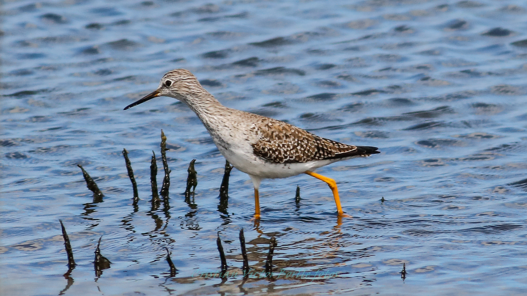 Canon EOS 750D (EOS Rebel T6i / EOS Kiss X8i) + Canon EF 400mm F5.6L USM sample photo. Aves de pantano photography