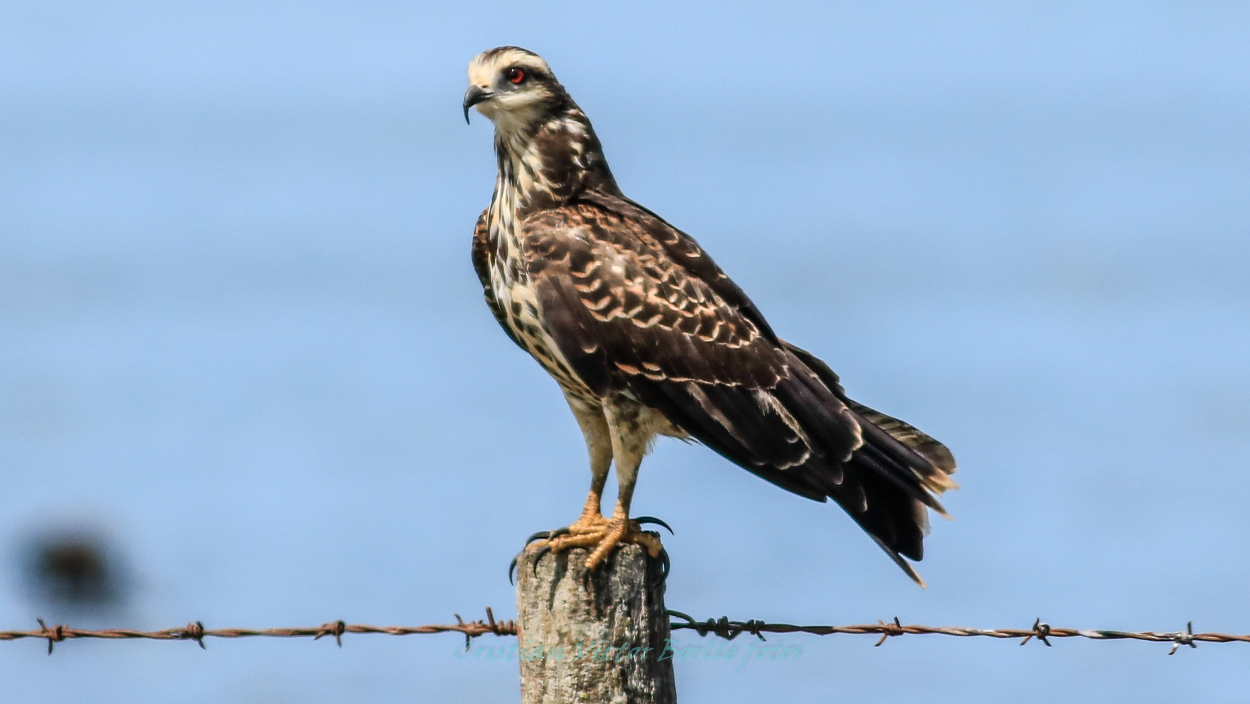 Canon EOS 750D (EOS Rebel T6i / EOS Kiss X8i) + Canon EF 400mm F5.6L USM sample photo. Aves de pantano photography