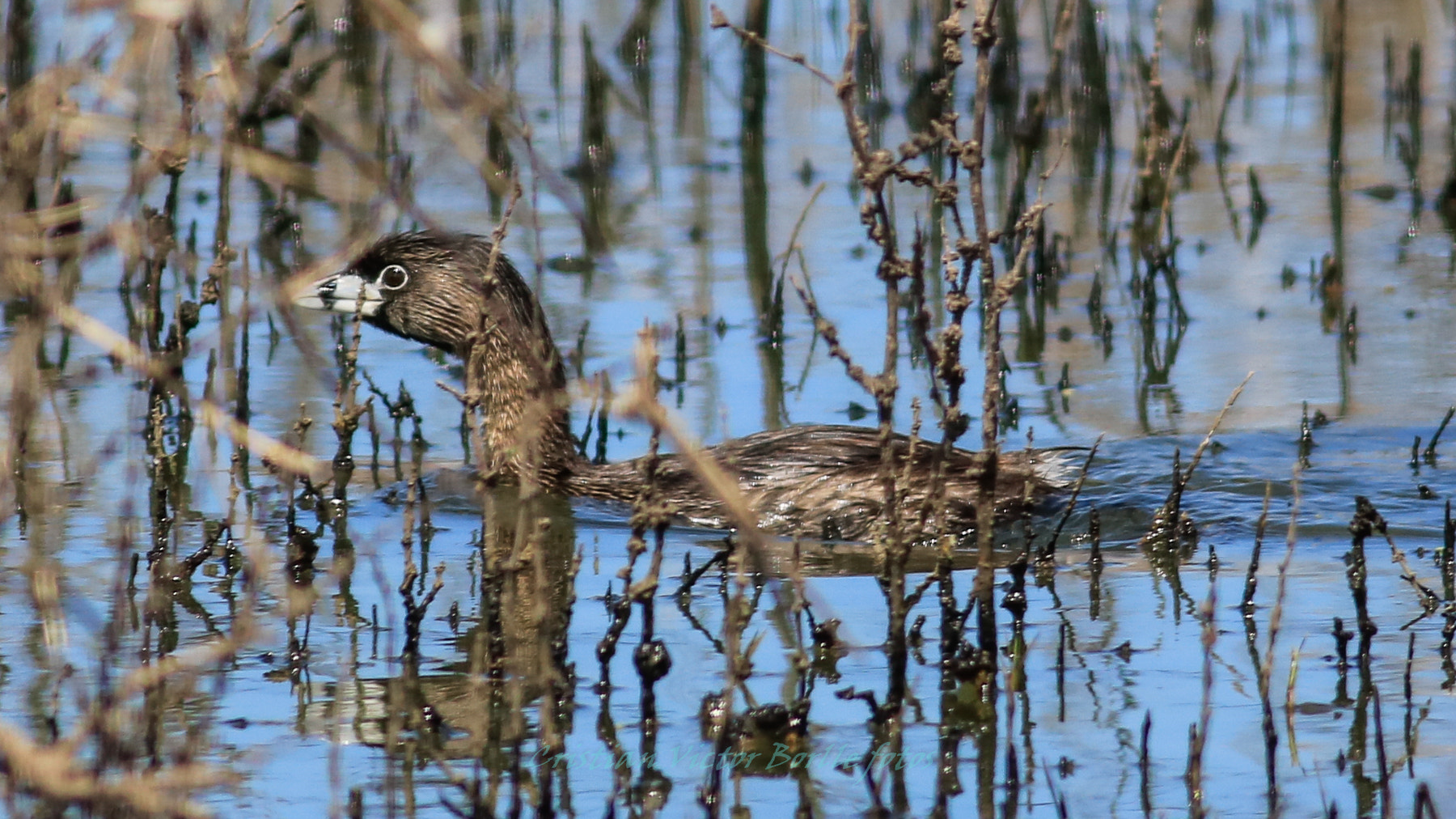 Canon EOS 750D (EOS Rebel T6i / EOS Kiss X8i) sample photo. Aves de pantano photography