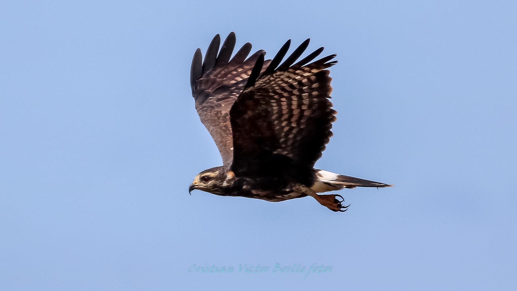 Canon EOS 750D (EOS Rebel T6i / EOS Kiss X8i) + Canon EF 400mm F5.6L USM sample photo. Aves de pantano photography