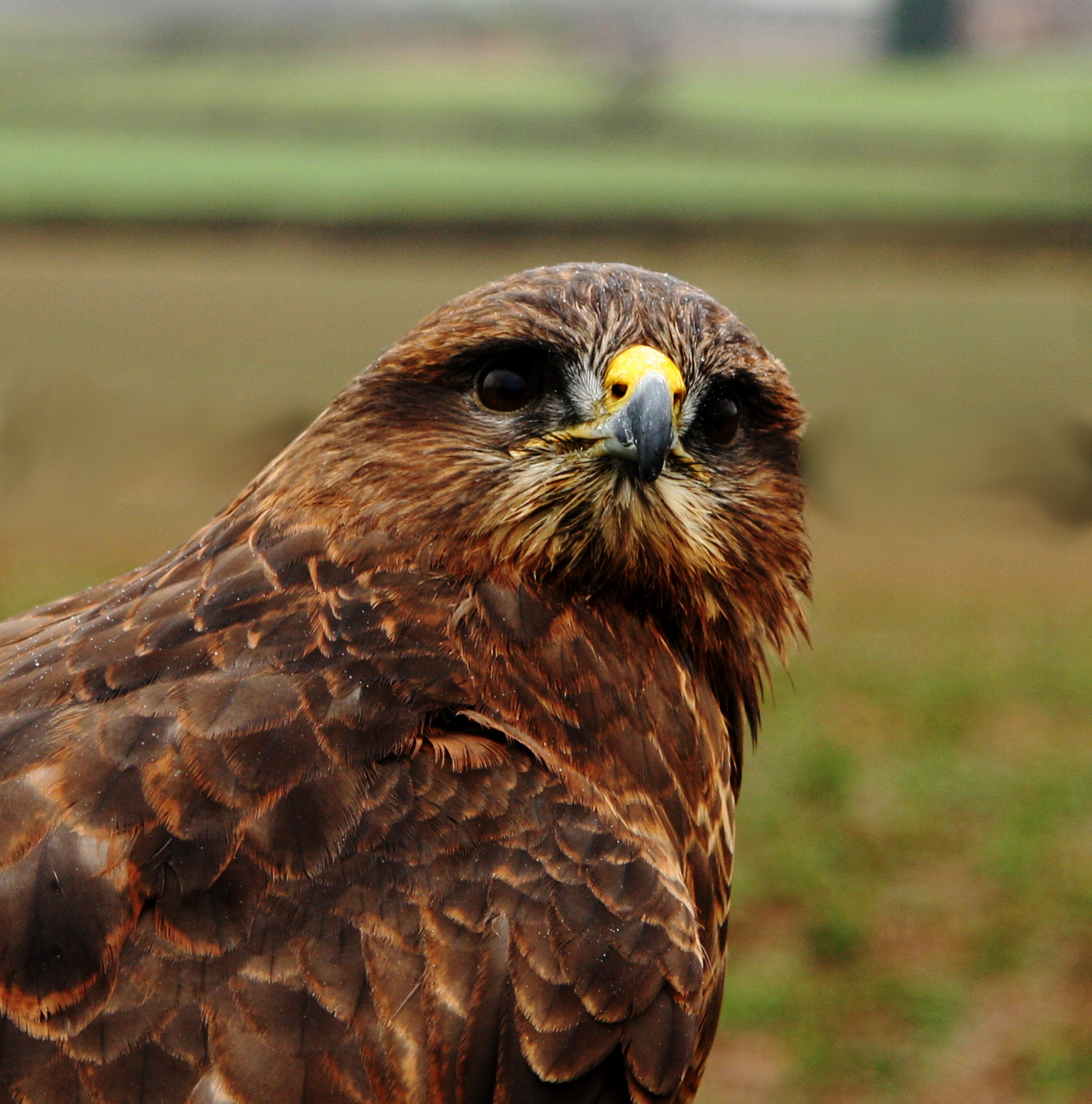 Canon EF-S 17-85mm F4-5.6 IS USM sample photo. Buzzard out in the rain photography