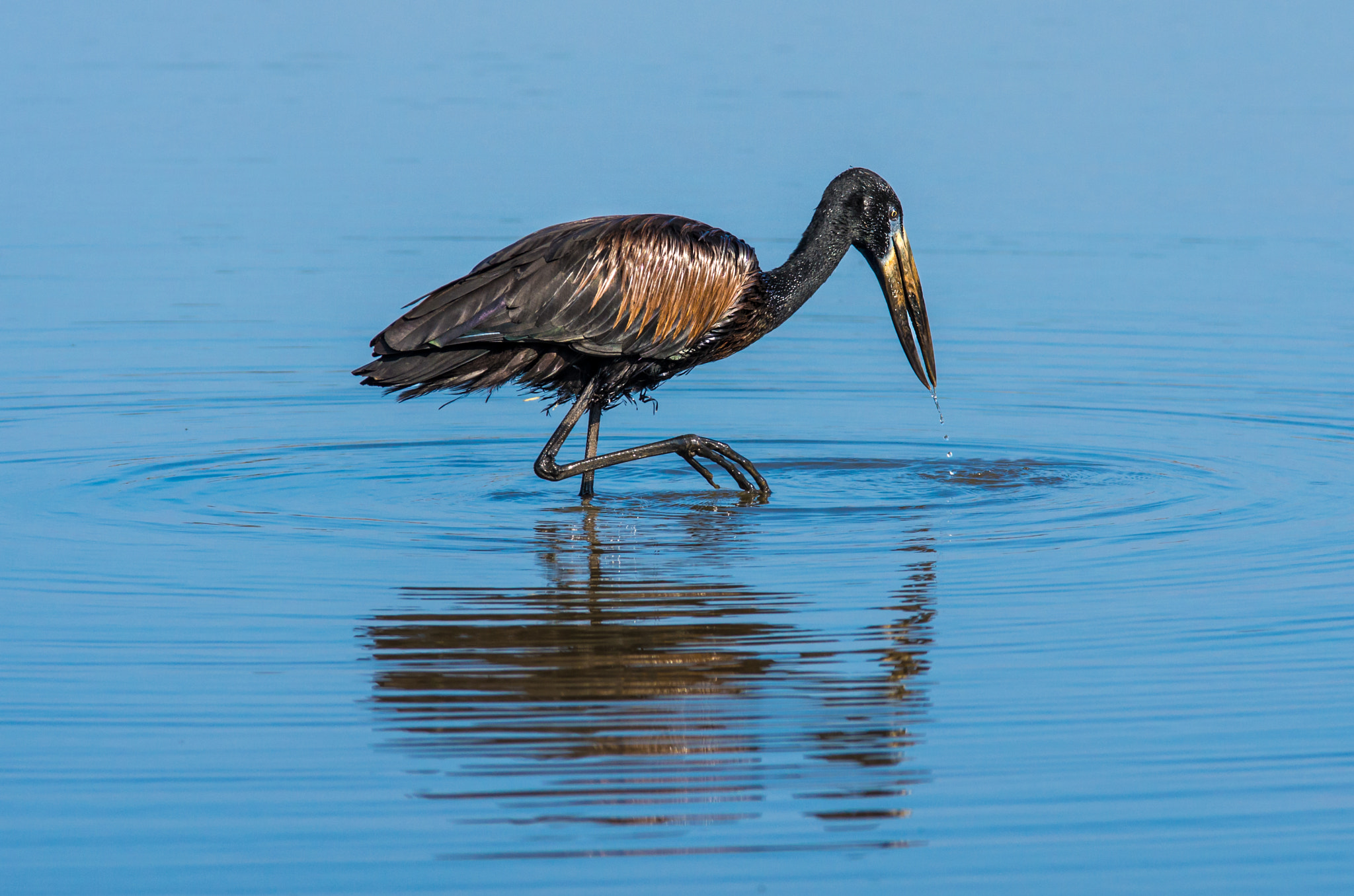 Pentax K-5 II sample photo. African openbill fishing photography