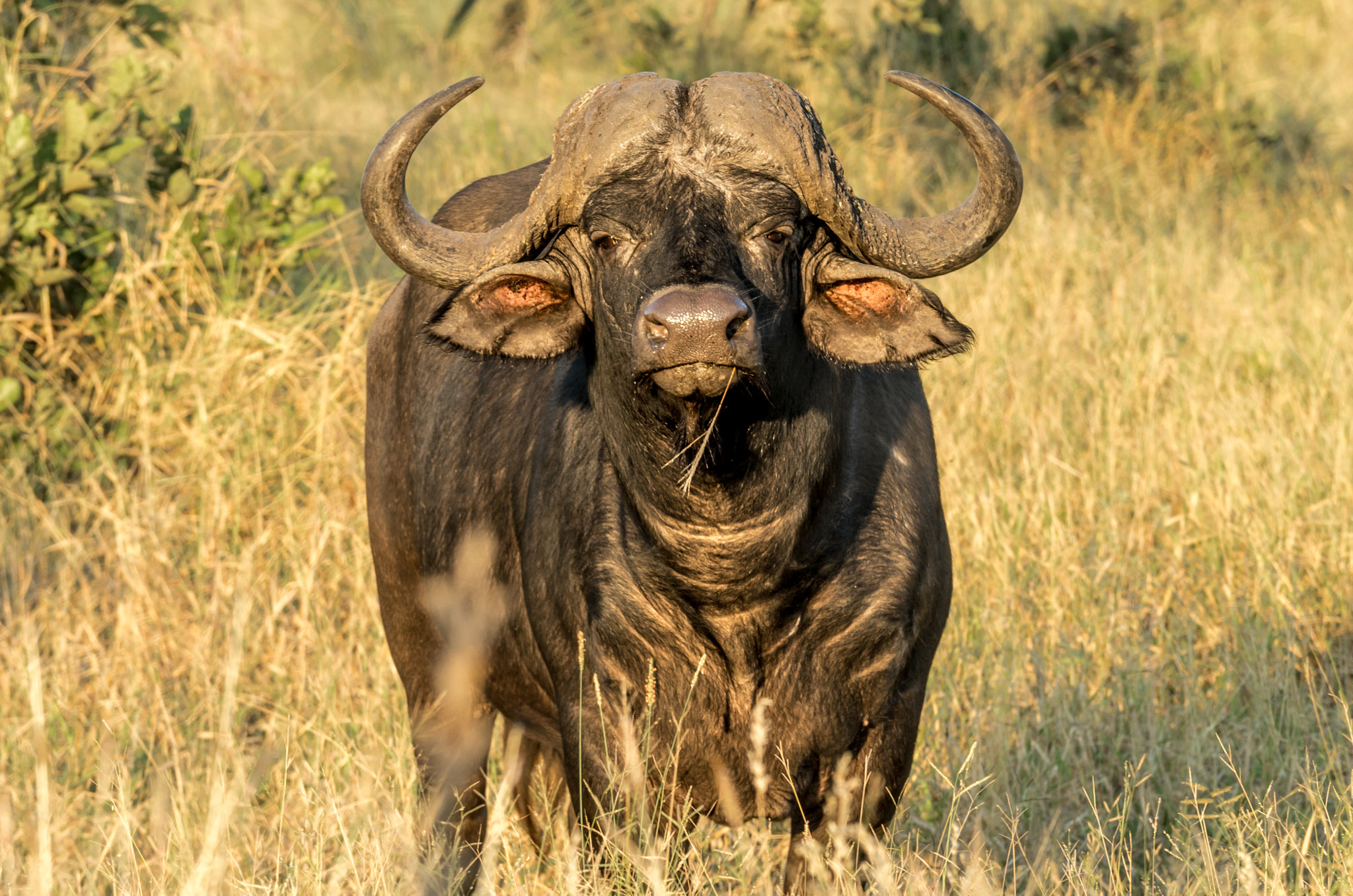 Pentax K-5 II sample photo. Buffalo stare photography