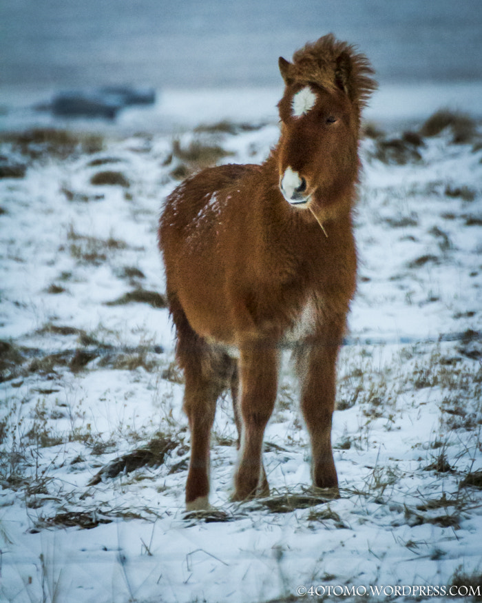 Canon EOS 7D + Tamron SP 70-300mm F4-5.6 Di VC USD sample photo. Icelandic horse photography