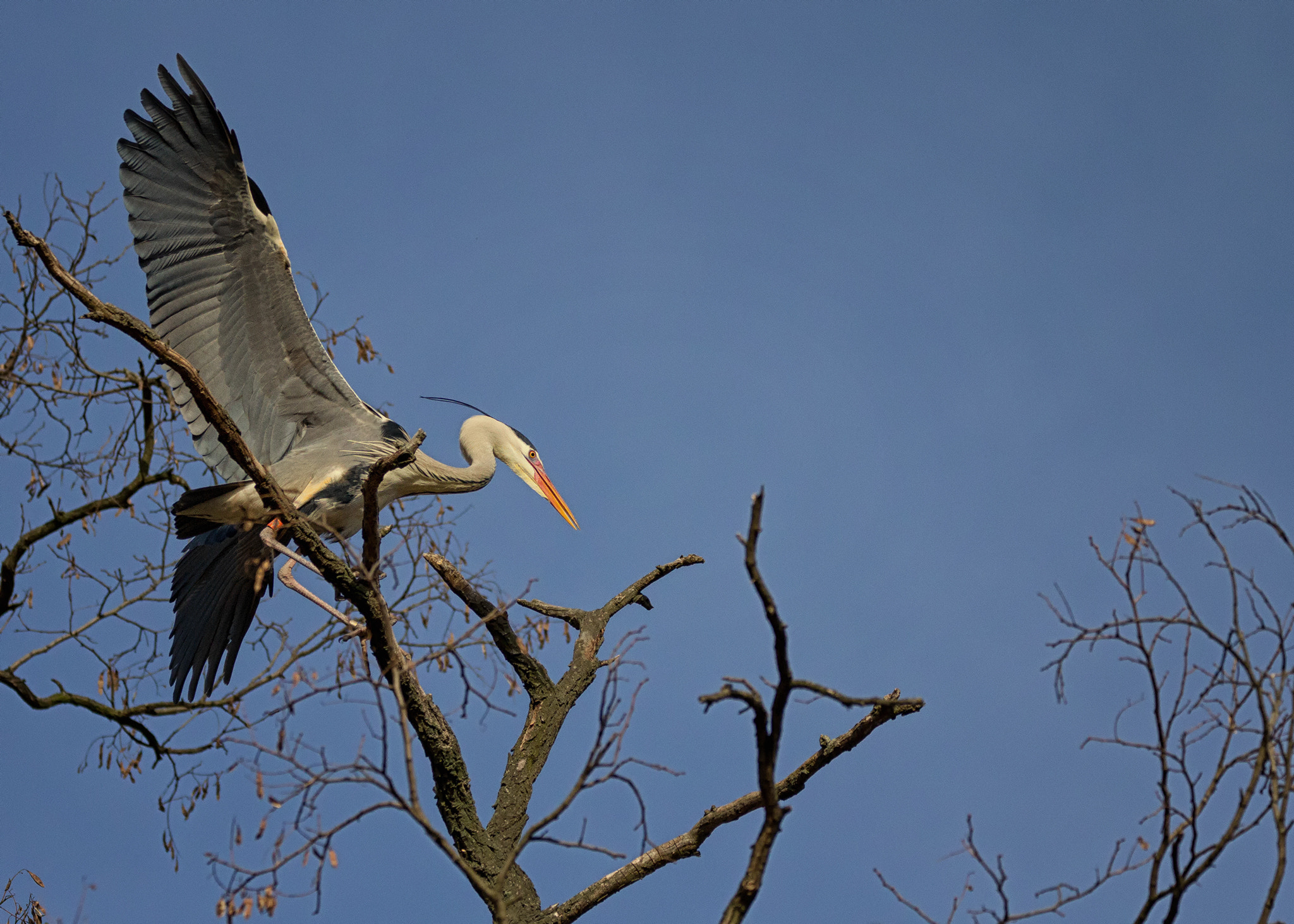 150-600mm F5-6.3 DG OS HSM | Contemporary 015 sample photo. Heron in flight of.. photography