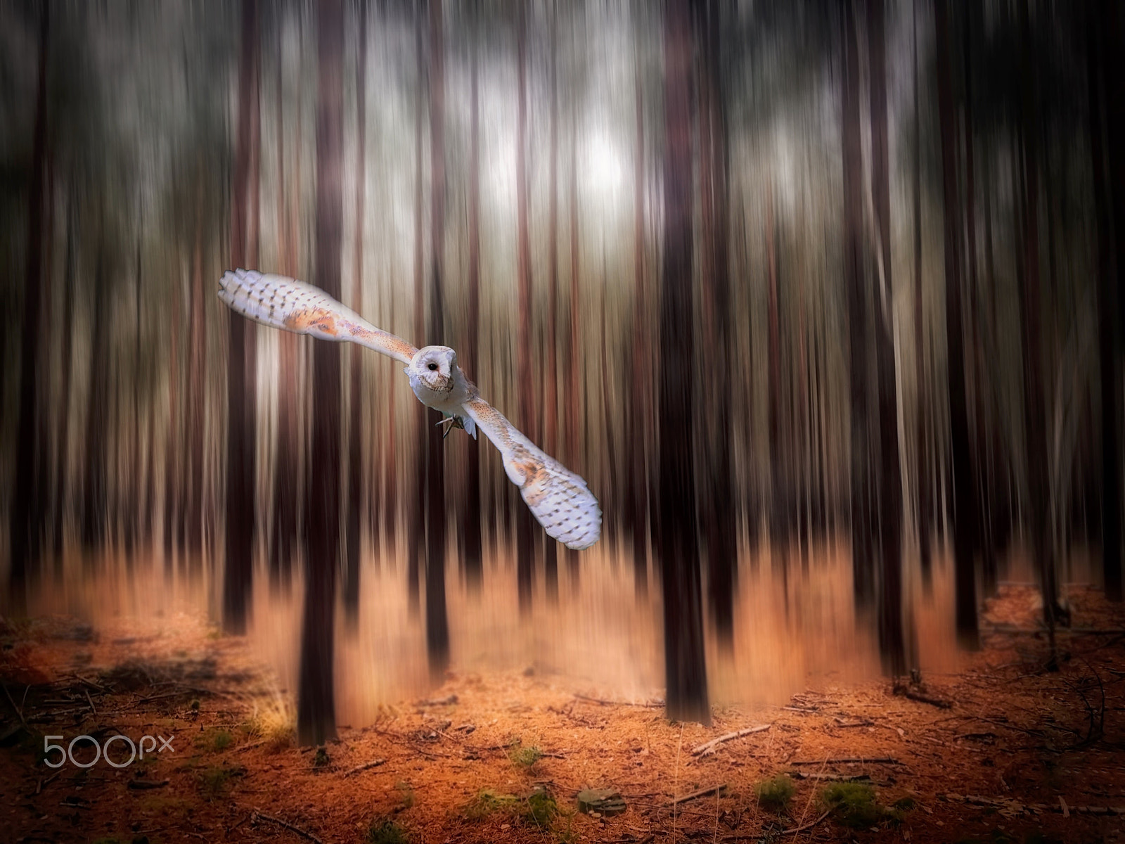Apple iPhone sample photo. Creative - barn owl in a forest photography
