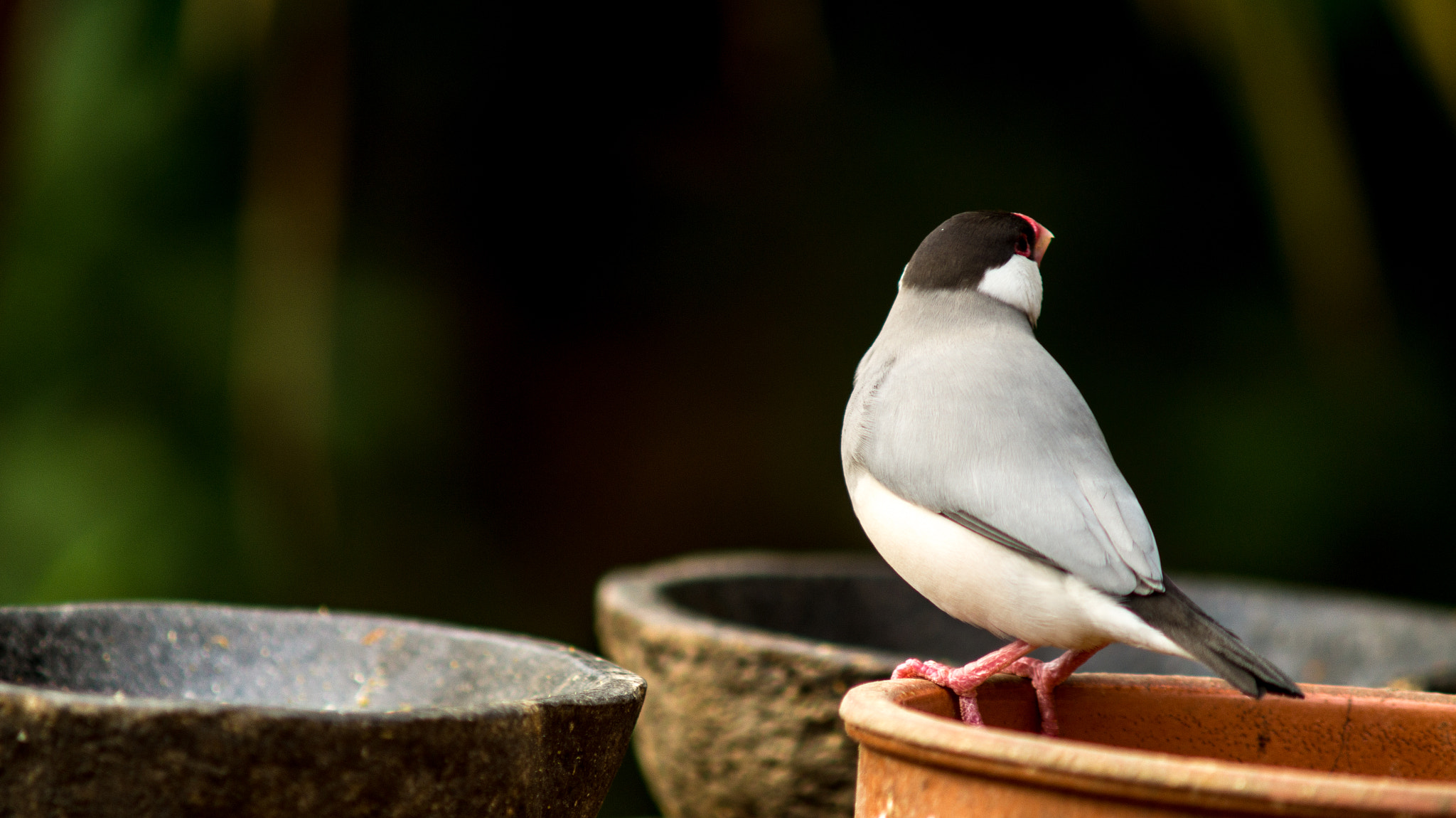 Sony SLT-A58 + Minolta AF 70-210mm F4 Macro sample photo. Small bird photography