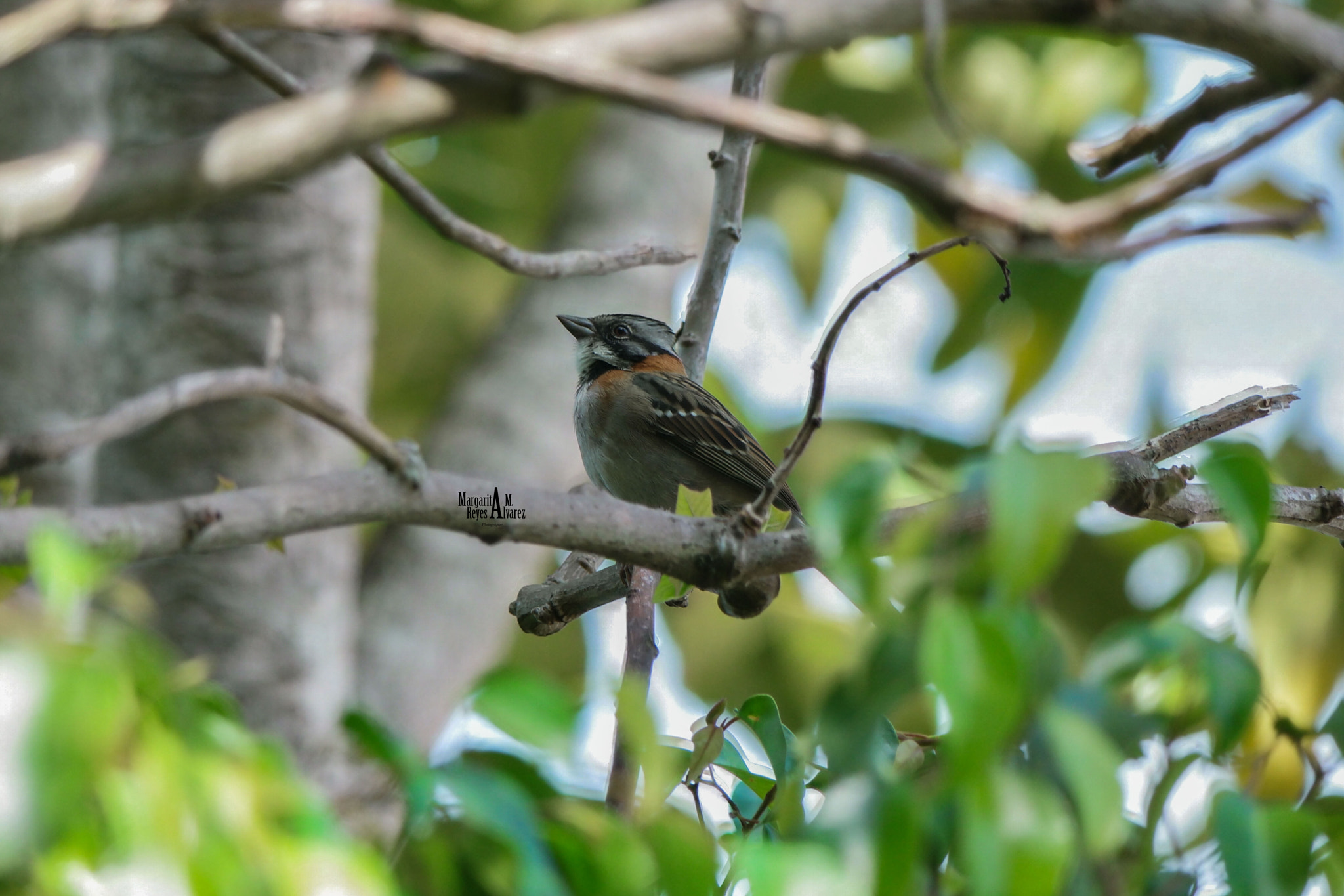 Samsung NX500 + NX 50-200mm F4-5.6 sample photo. Bird photography