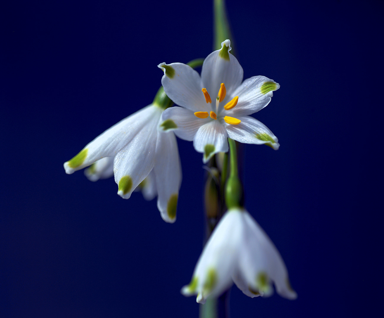 Leica S (TYP 006) sample photo. Spring is coming photography
