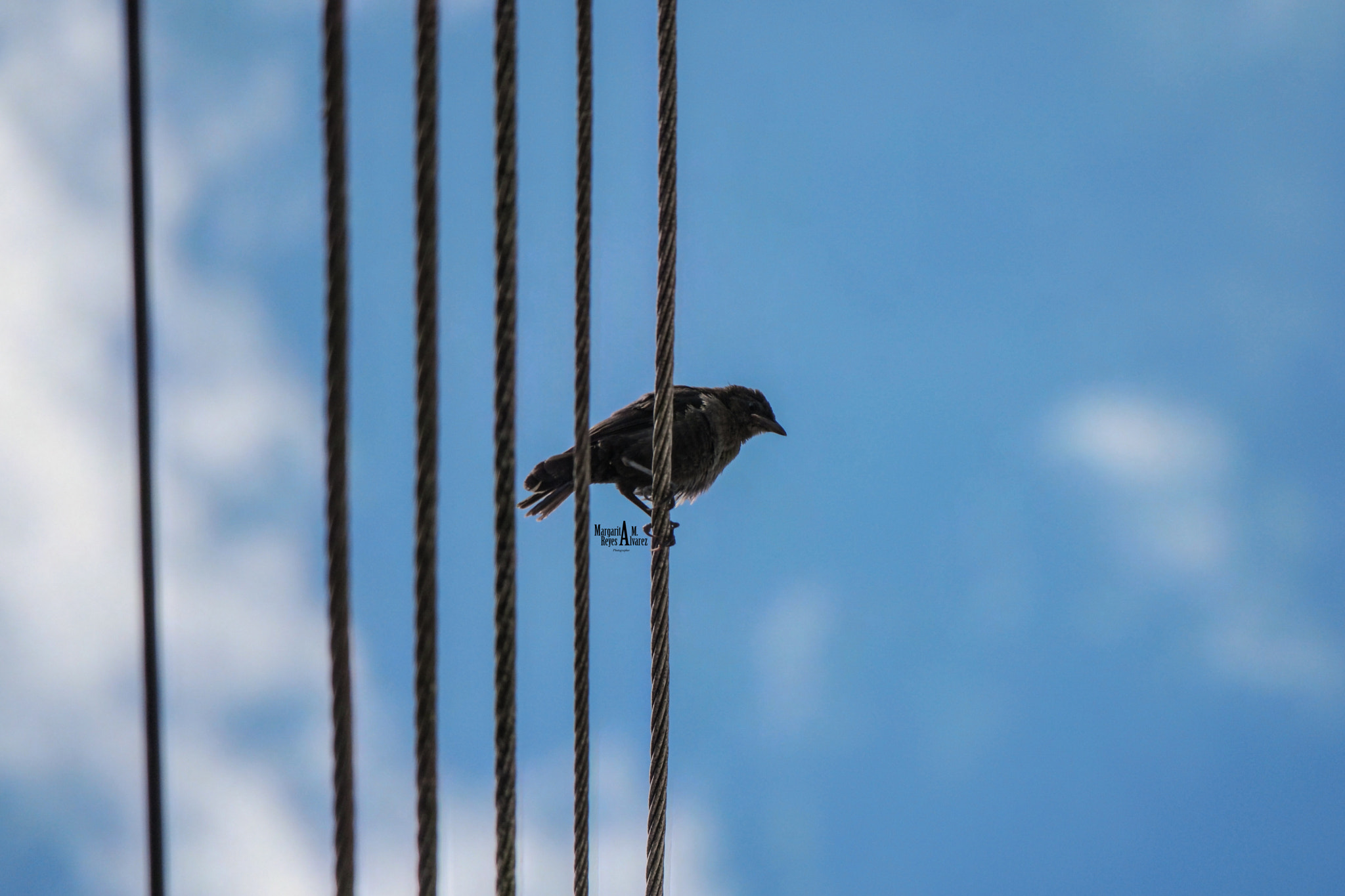 Samsung NX500 + NX 50-200mm F4-5.6 sample photo. Bird1 photography