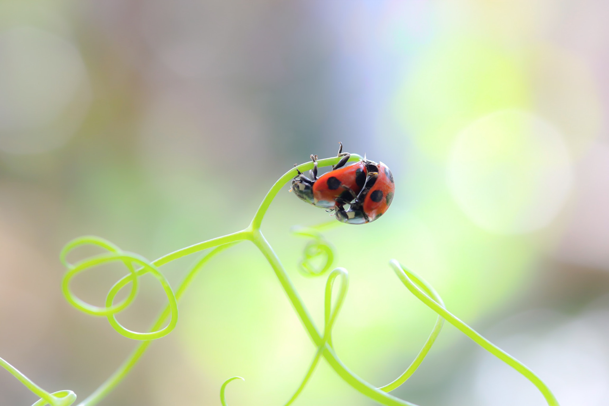 Canon EOS 760D (EOS Rebel T6s / EOS 8000D) + Canon EF-S 60mm F2.8 Macro USM sample photo. Spring is the season of love♡♥︎ photography