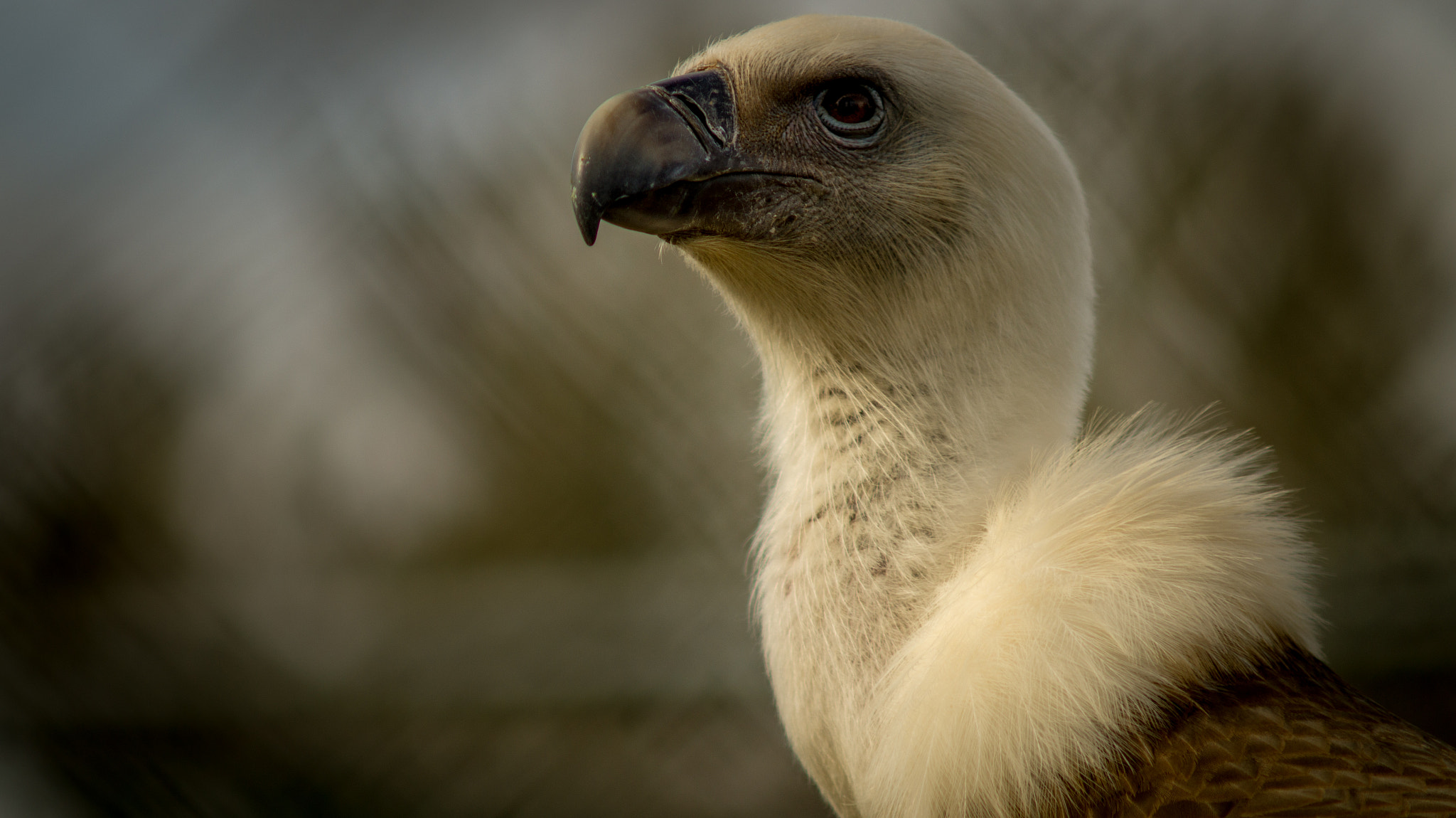 Sony SLT-A58 + Minolta AF 70-210mm F4 Macro sample photo. Vulture photography