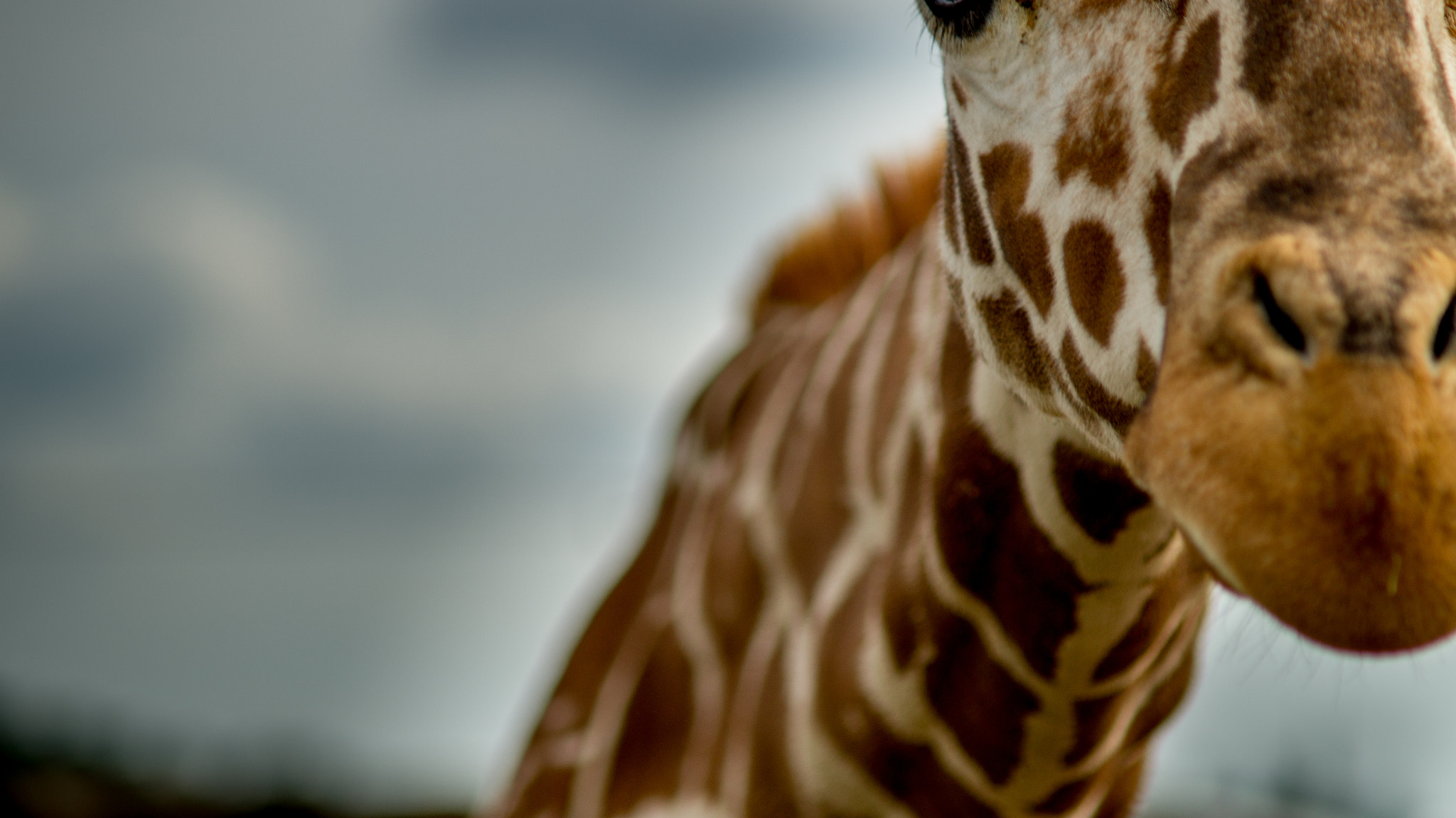 Sony SLT-A58 + Minolta AF 70-210mm F4 Macro sample photo. Giraffe photography