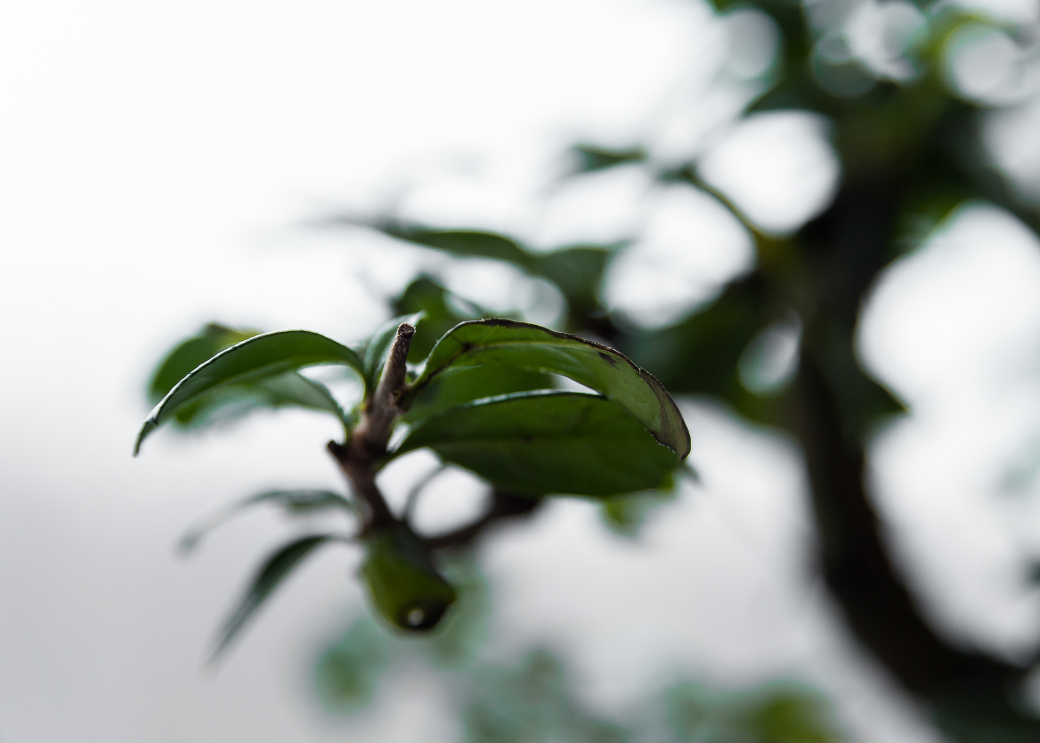 Nikon D3 sample photo. Bonsai tree photography